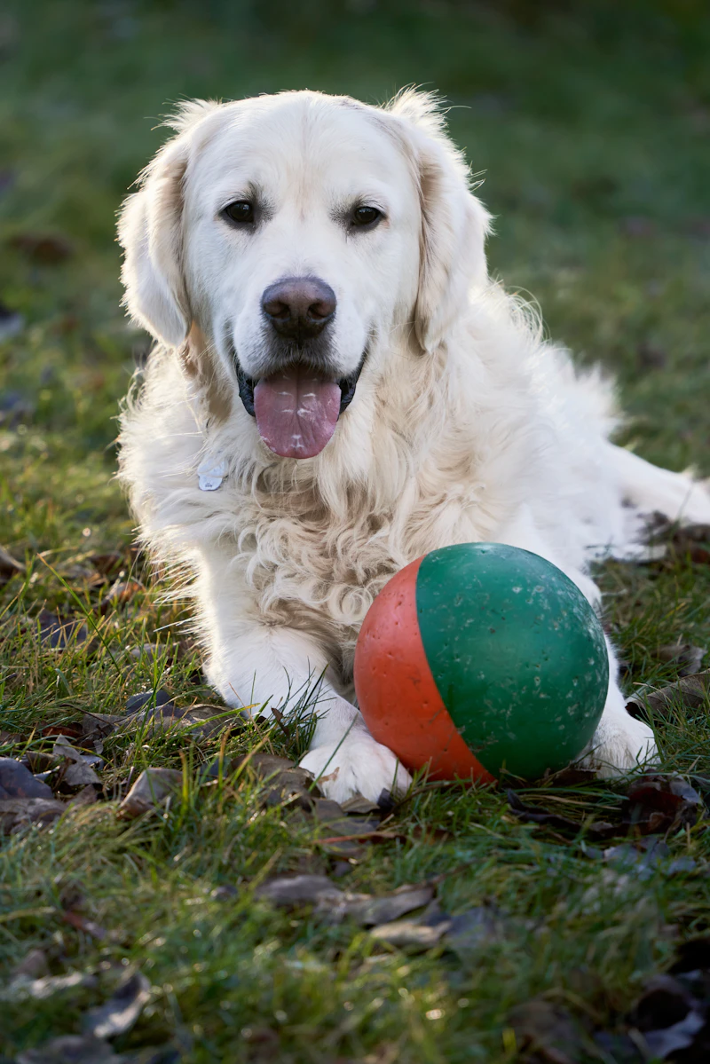Bella the Golden Retriever