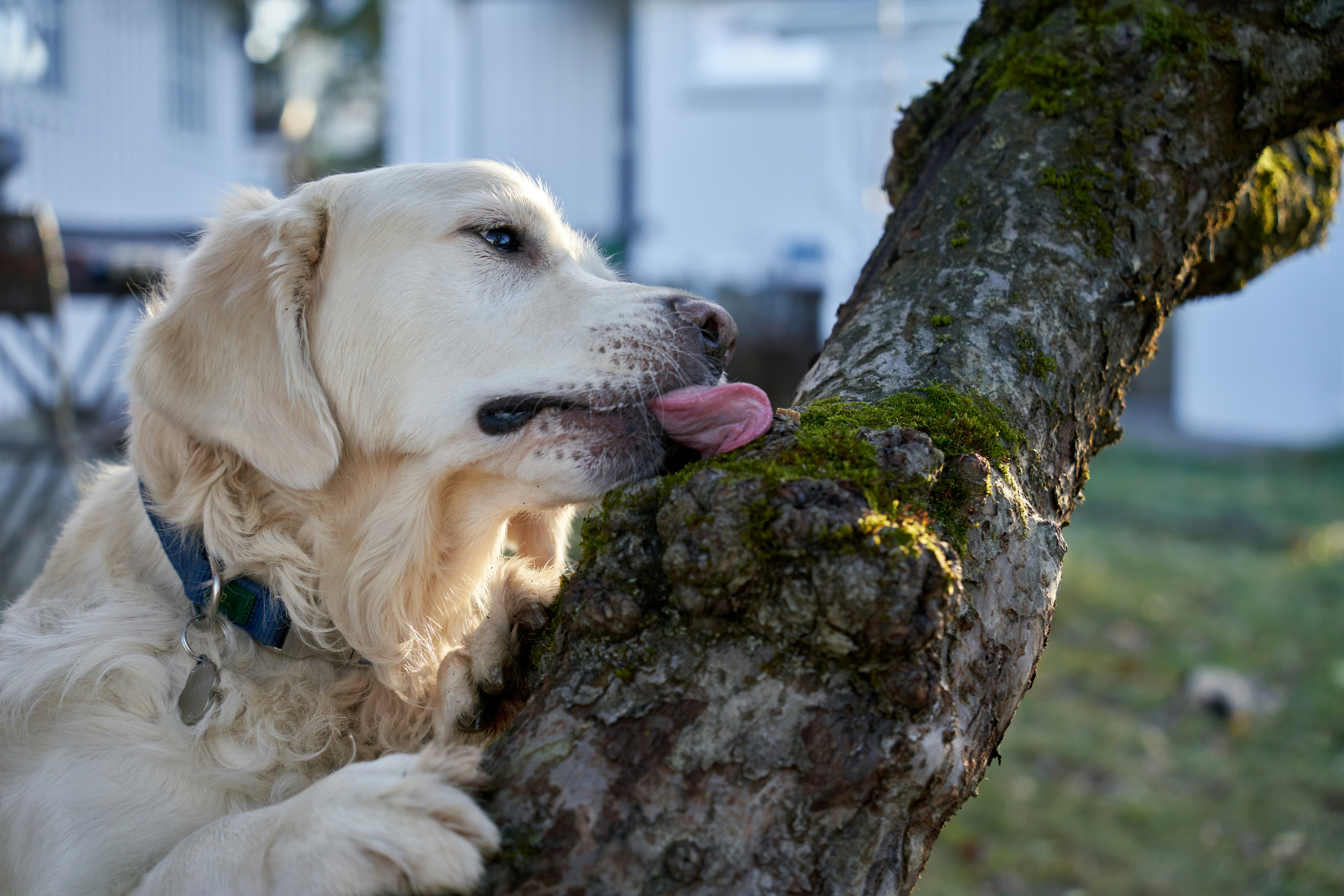 강아지 손 소독제 써도 돼요? 안전성 직접 비교