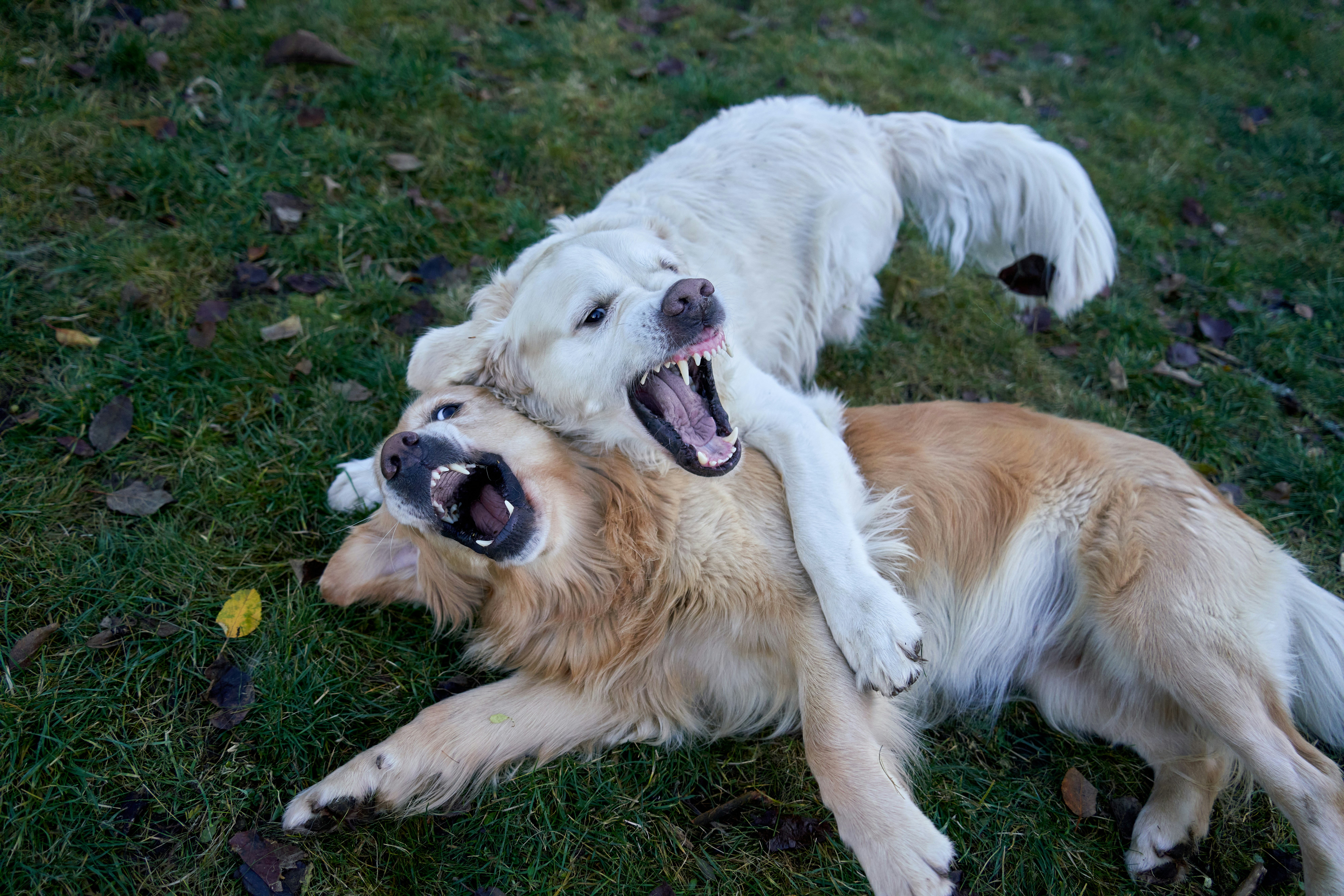 Dog Roughhousing Play Fighting