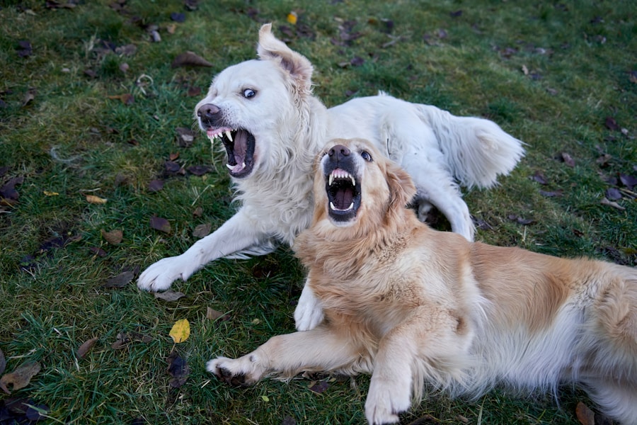 How Much Exercise Does a Puppy Need? The 5-Minute Rule Explained