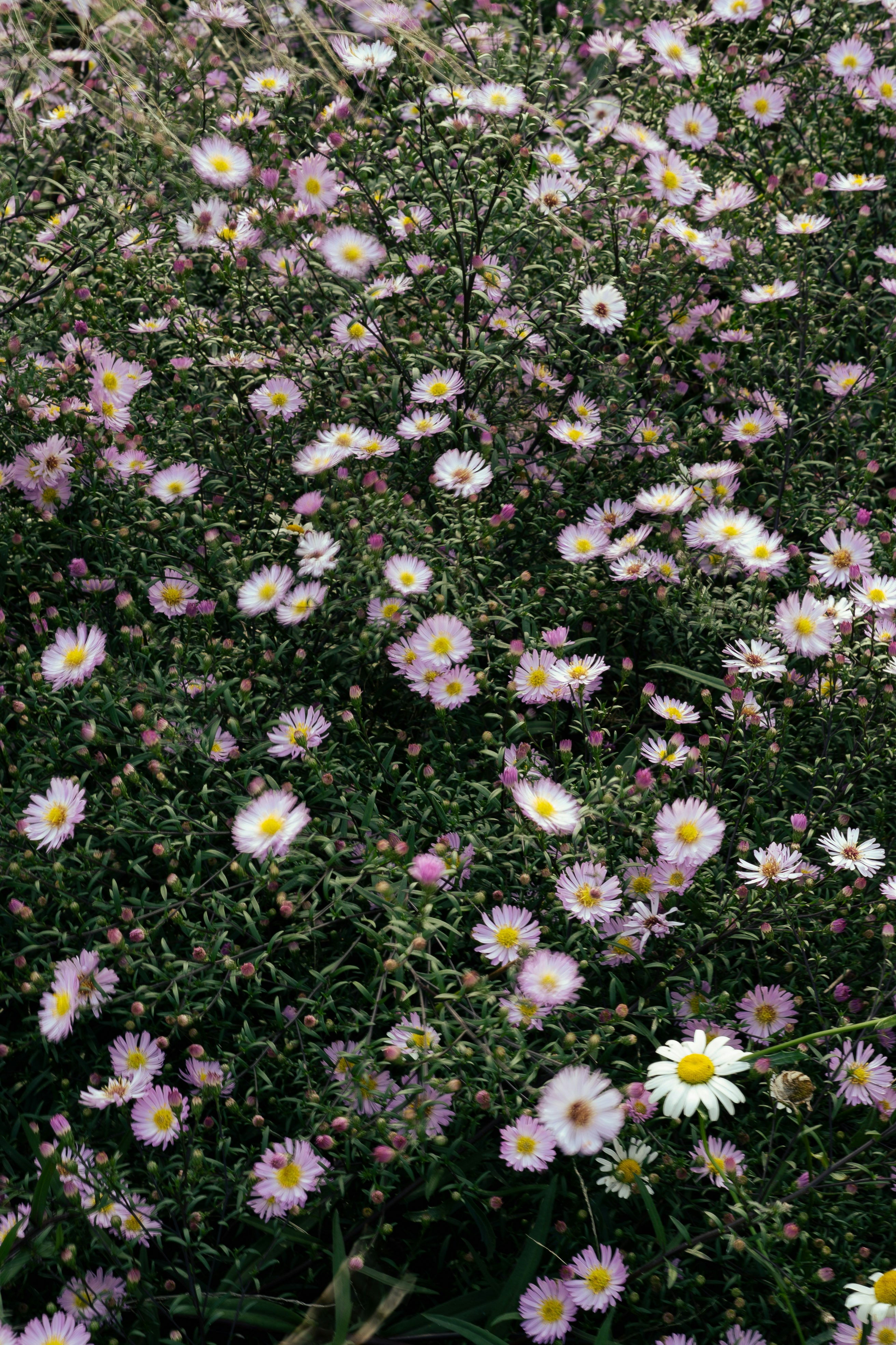 Photo by taighantakesphotos