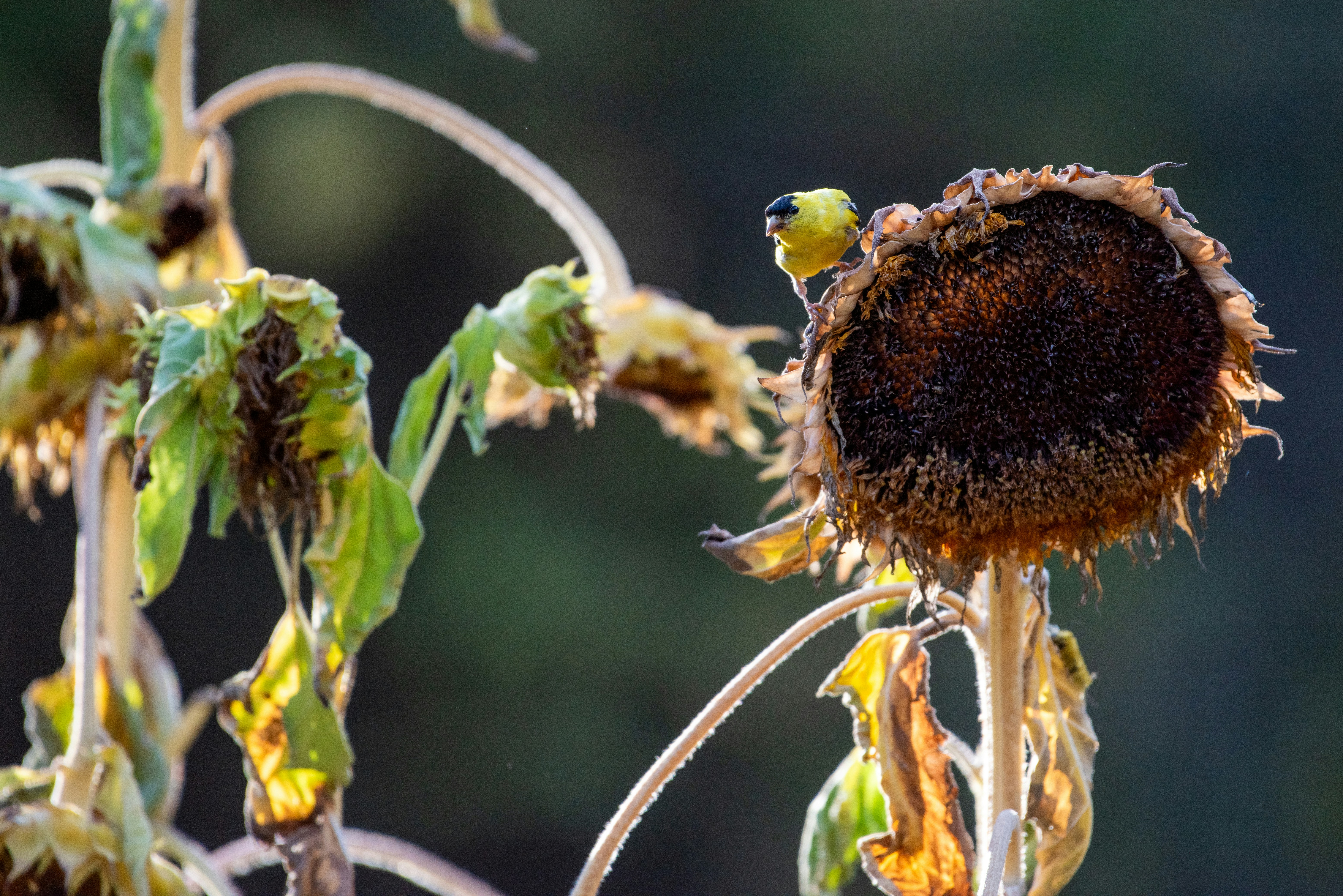 A goldfinch perches on a dried sunflower head.