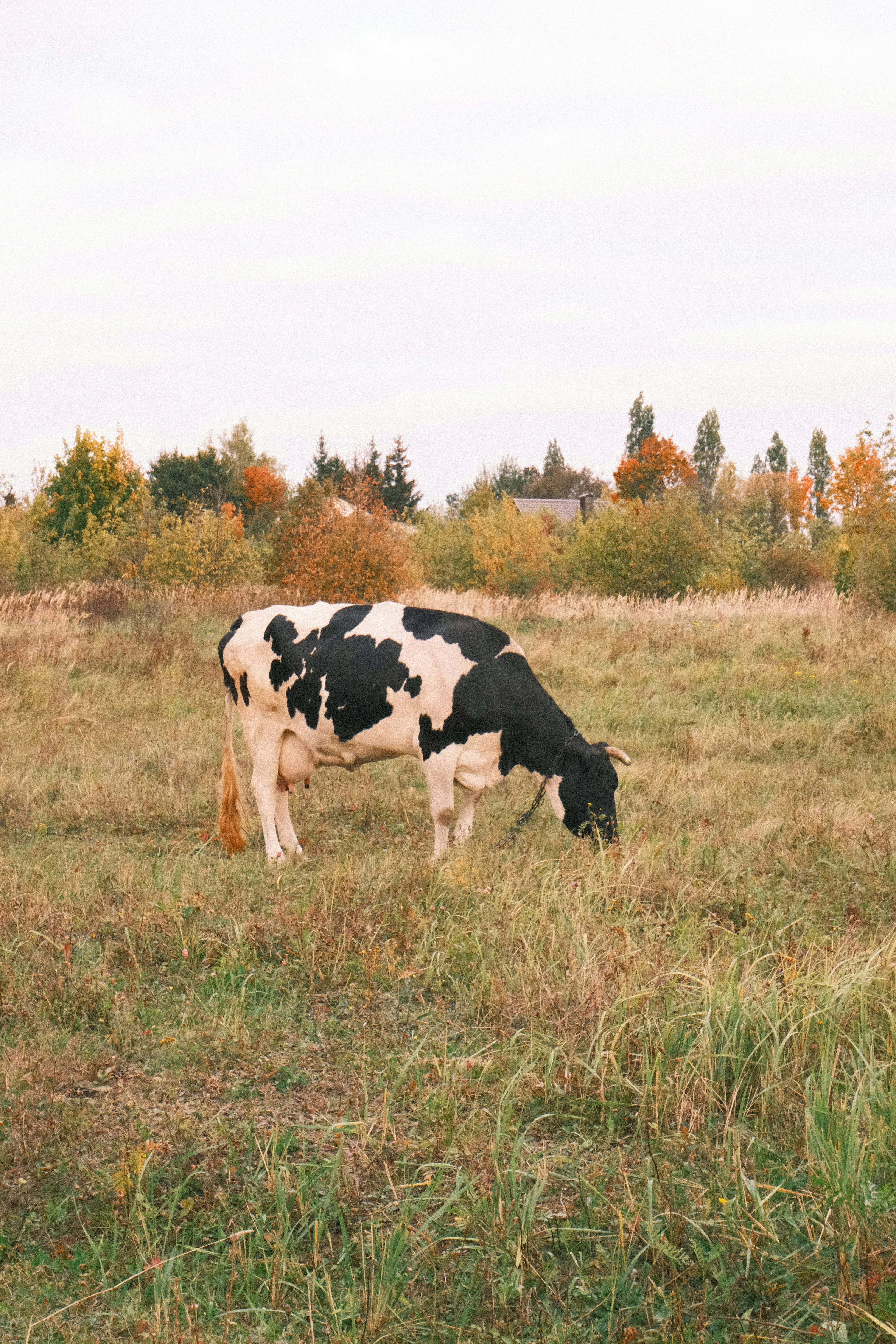 Premium Friesian Heifer