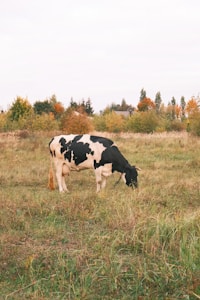 Friesian Heifer