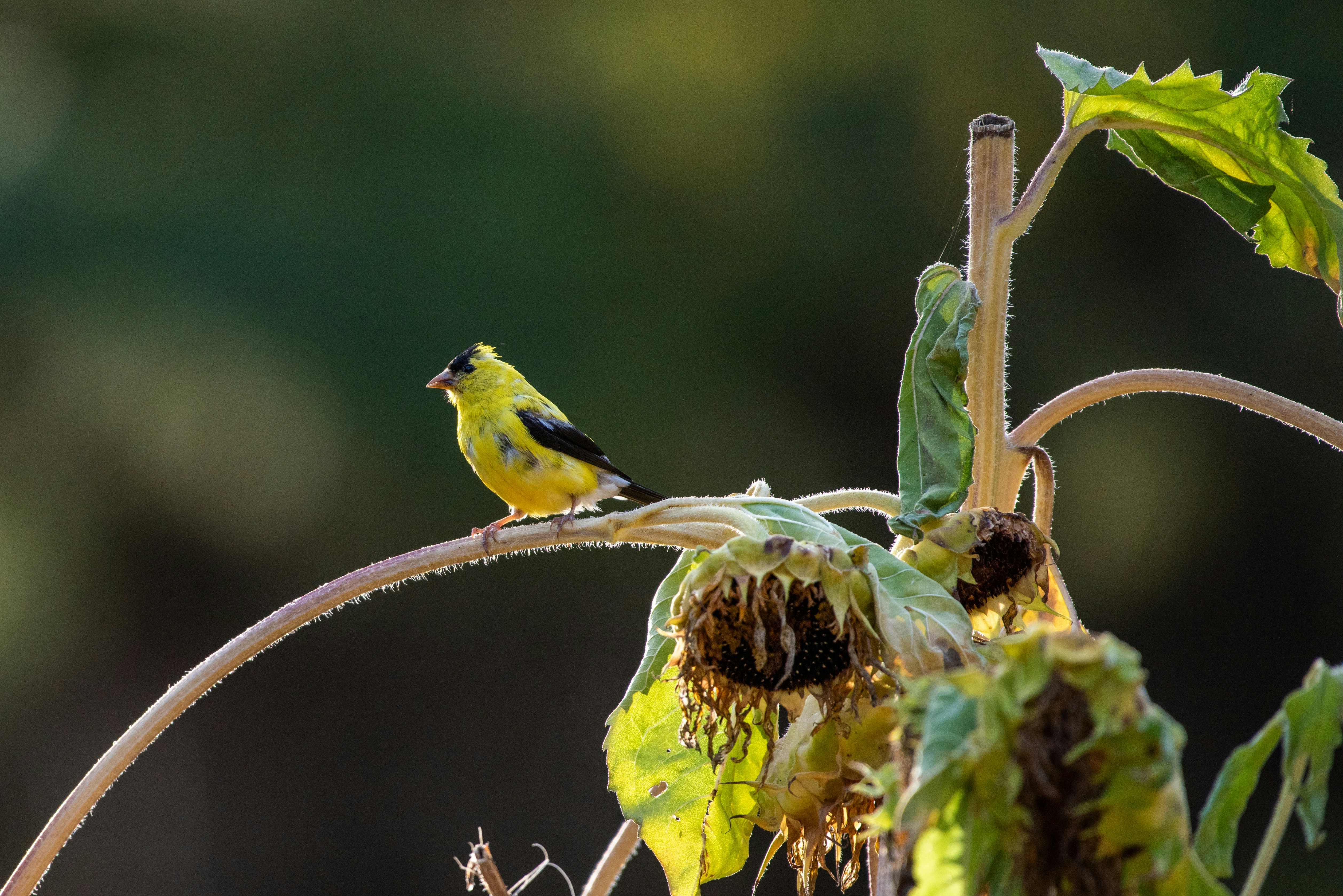 A small yellow bird perches on a dried sunflower stalk.