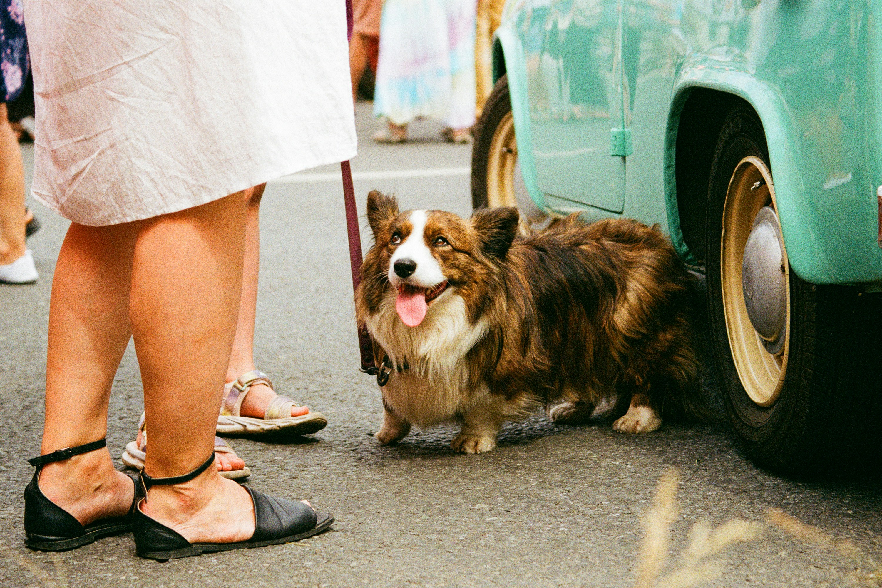 Chien corgi près d'une voiture — harnais de sécurité