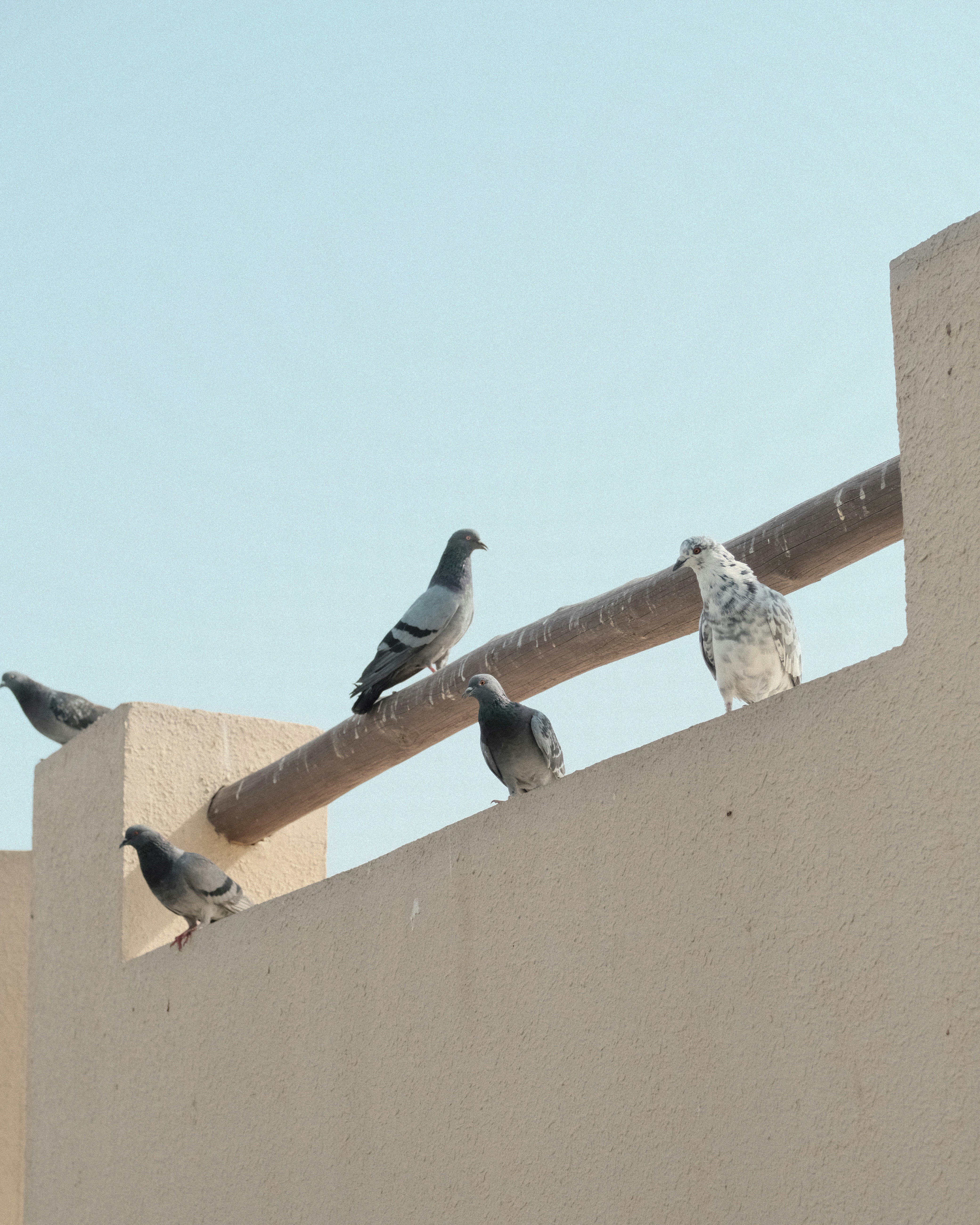 Pigeons perched on a beige wall under a clear sky.