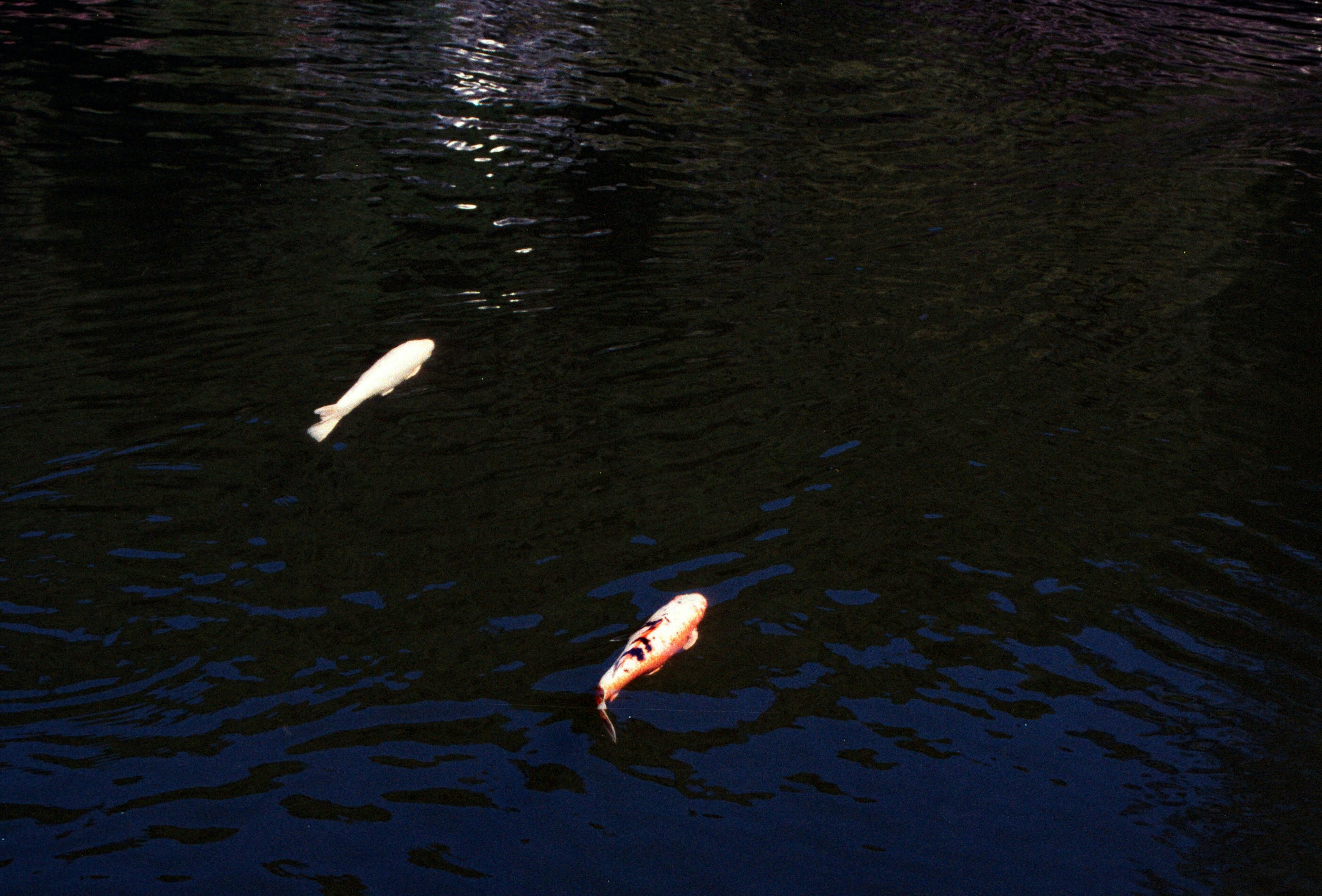 Photo by chrisvomradio