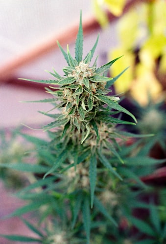 Close-up of cannabis plant bud with crystalline trichomes and green leaves