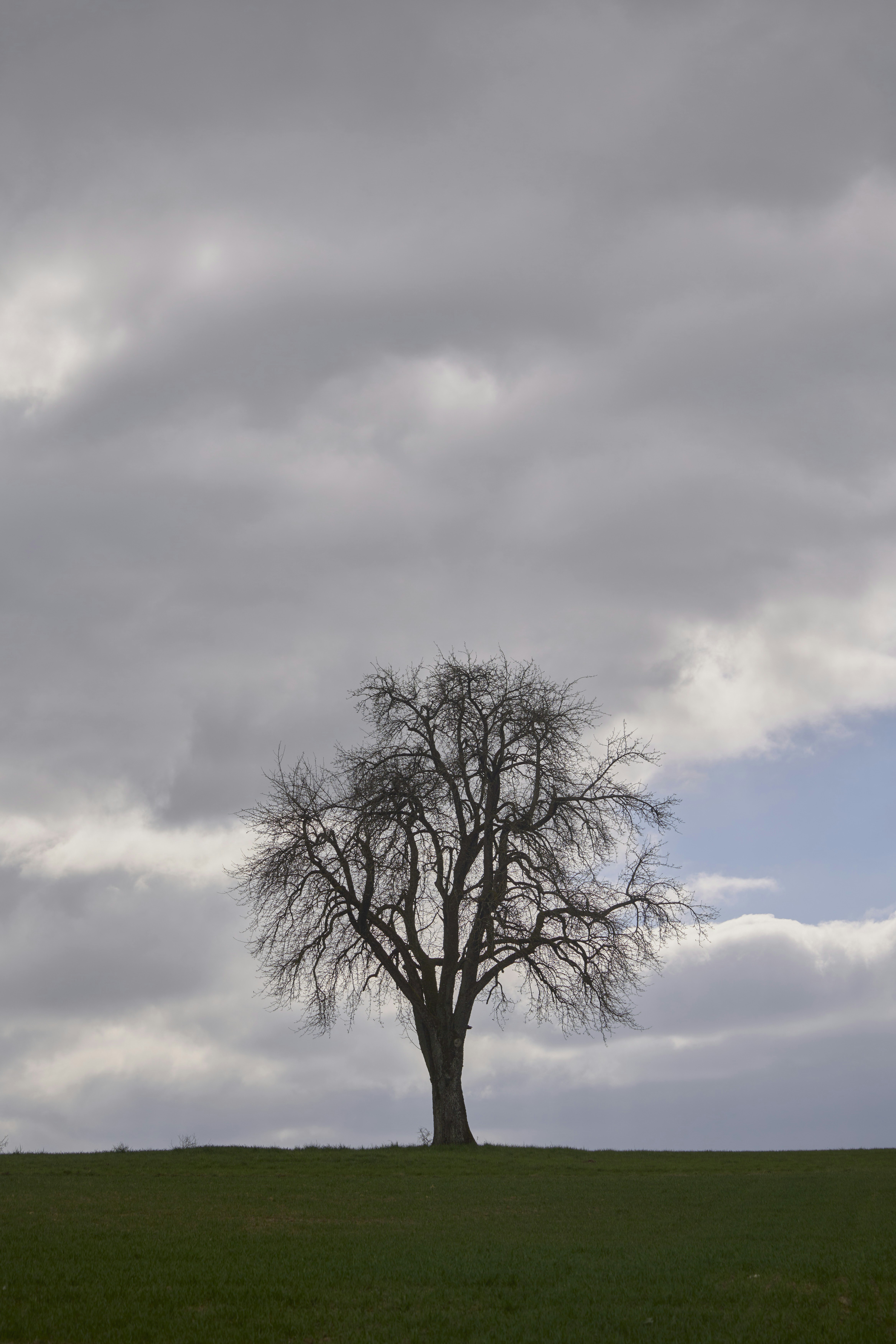 Photo by wolfgang_hasselmann