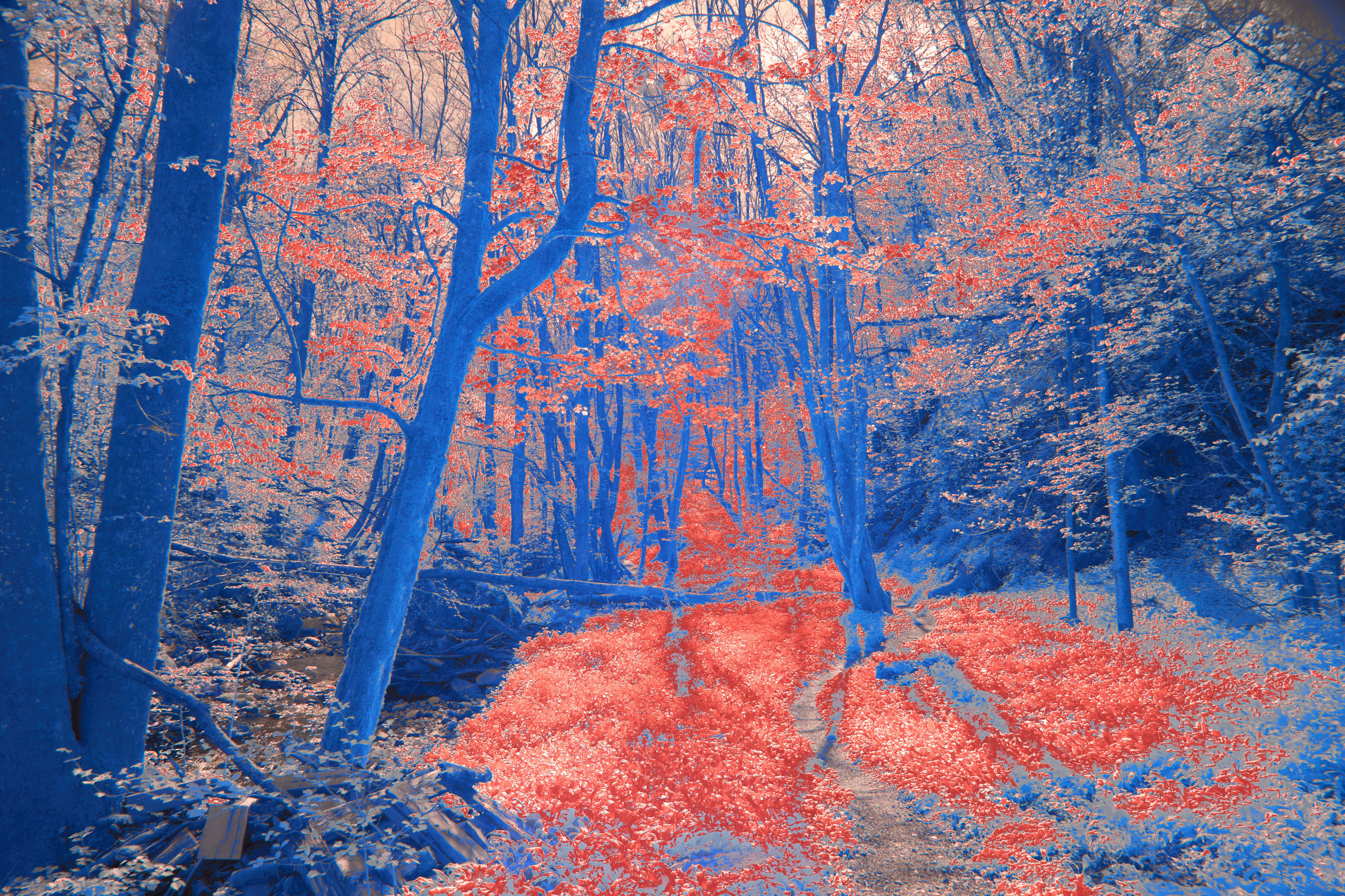 Photo by wolfgang_hasselmann