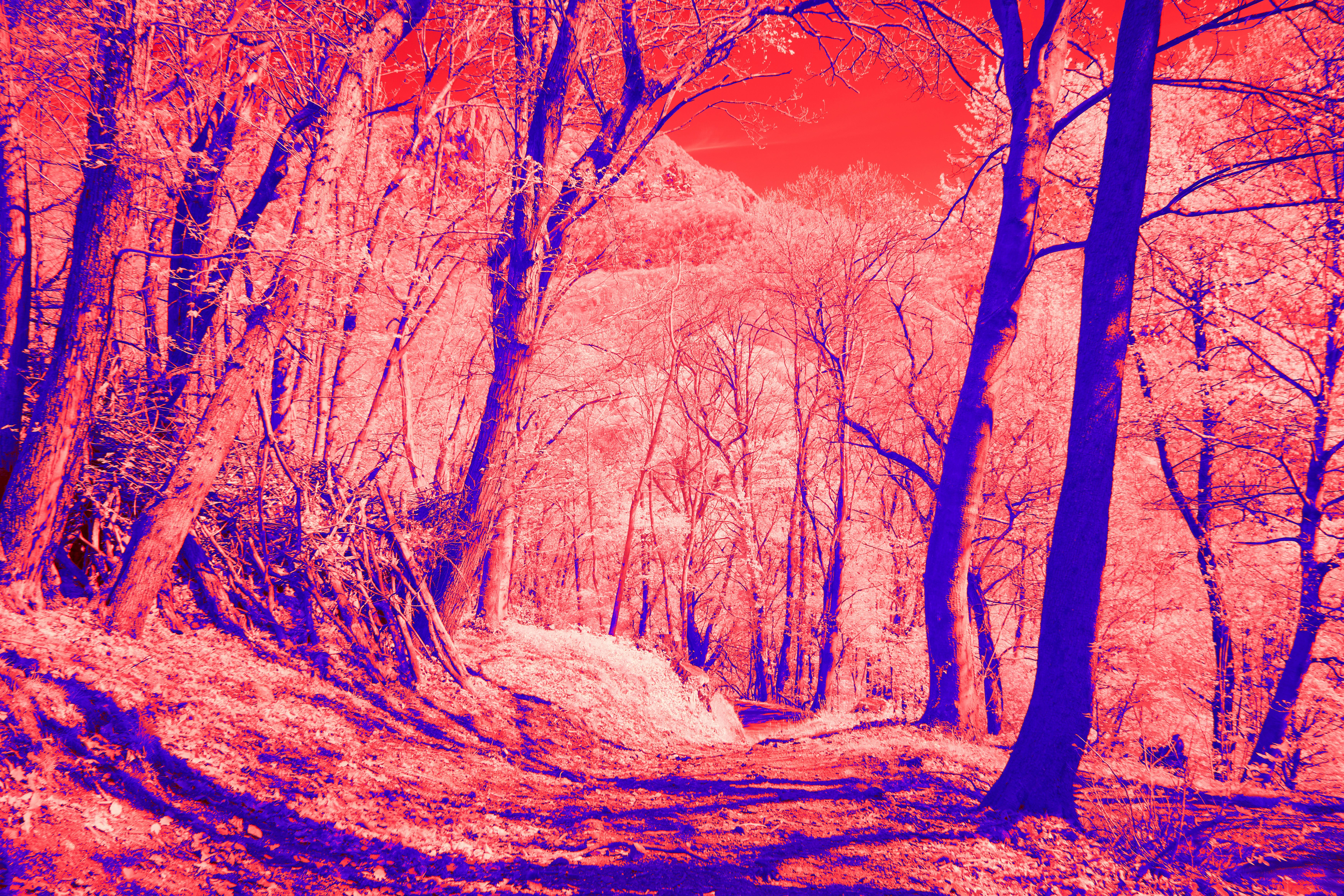 Photo by wolfgang_hasselmann