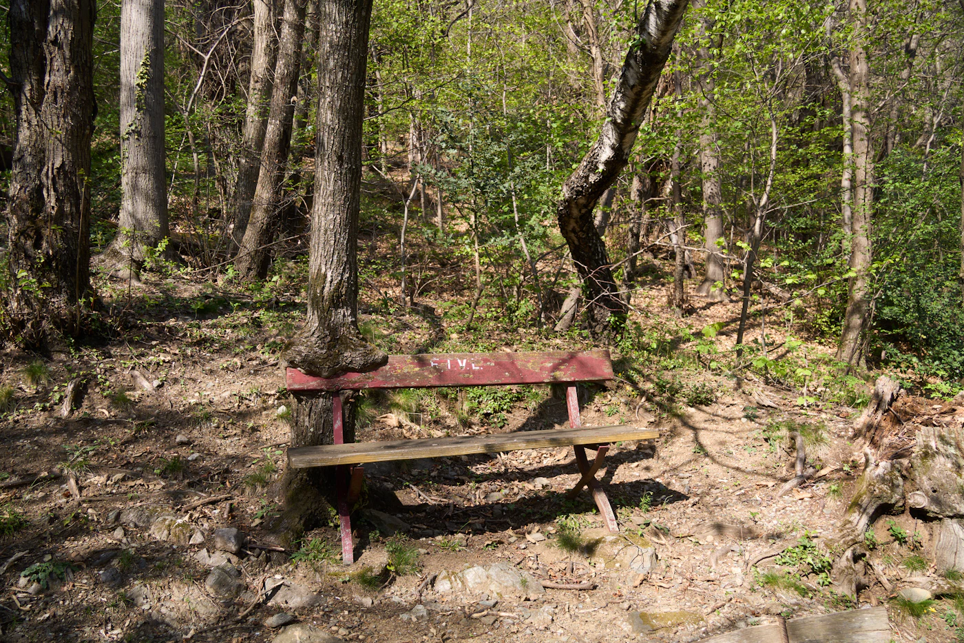Holzbank auf einer grünen Waldlichtung als ruhiger Ort für einen Moment Abstand