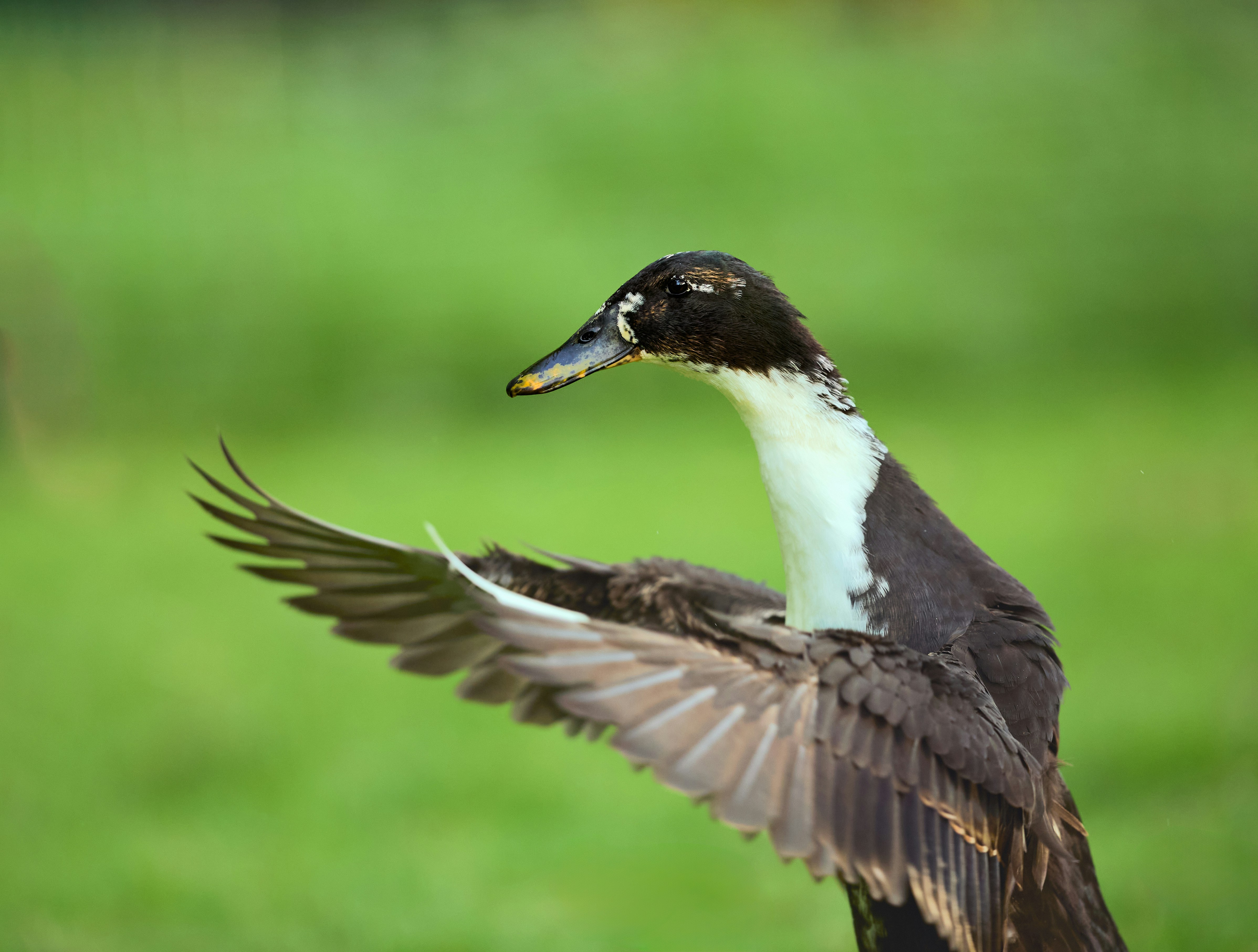 Photo by erwinbosman