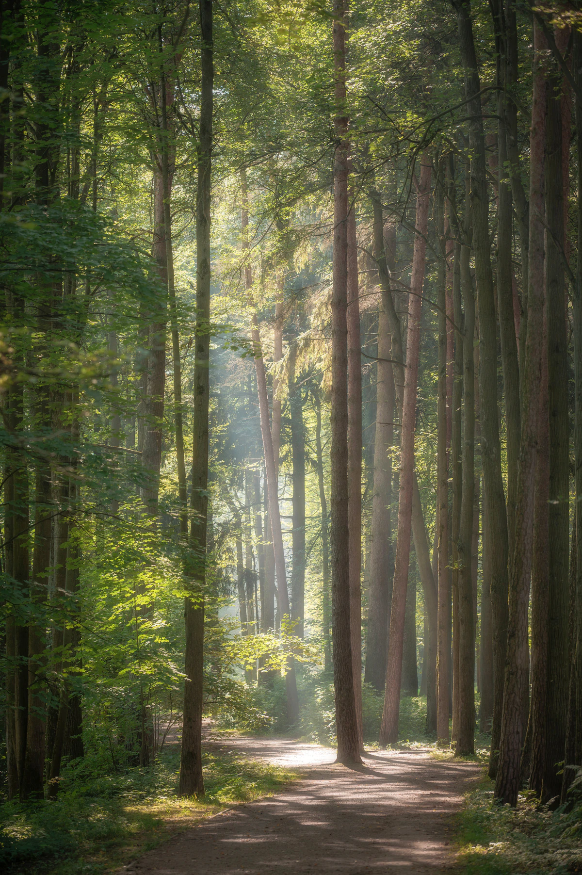 Sonnenstrahlen fallen durch einen ruhigen grünen Waldweg