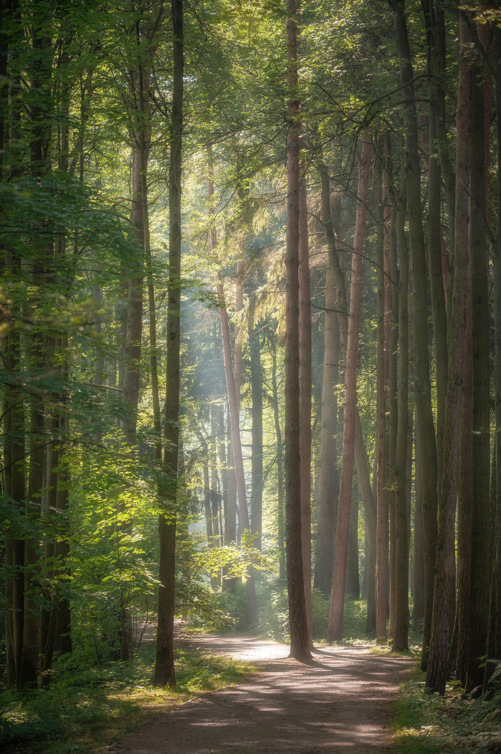 Sonnenstrahlen fallen durch einen ruhigen grünen Waldweg