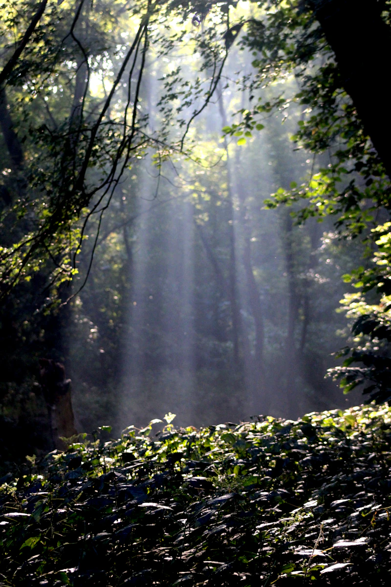 Forest with sunlight filtering through the trees, symbolizing clean air