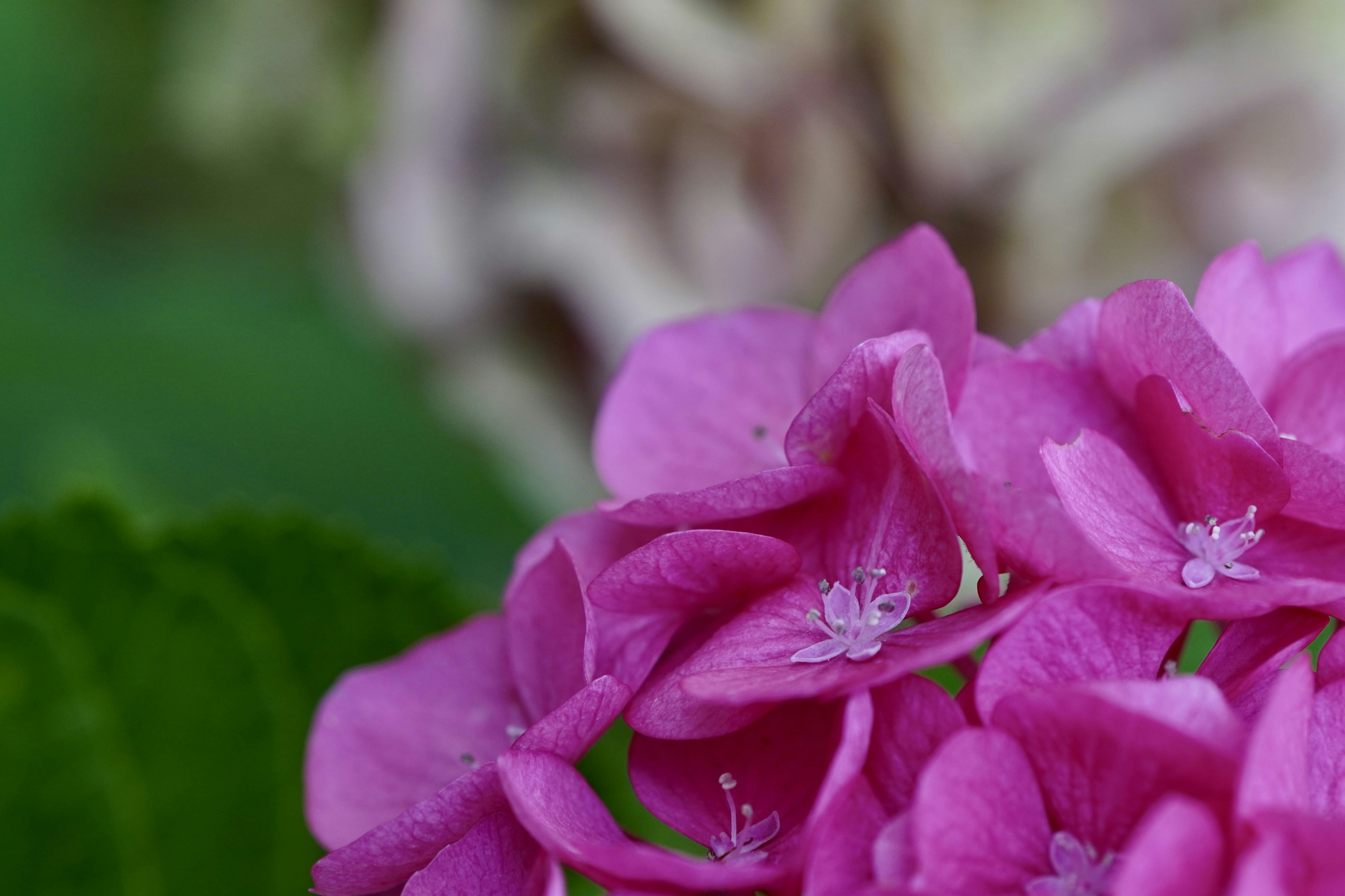 Photo by peterburdon