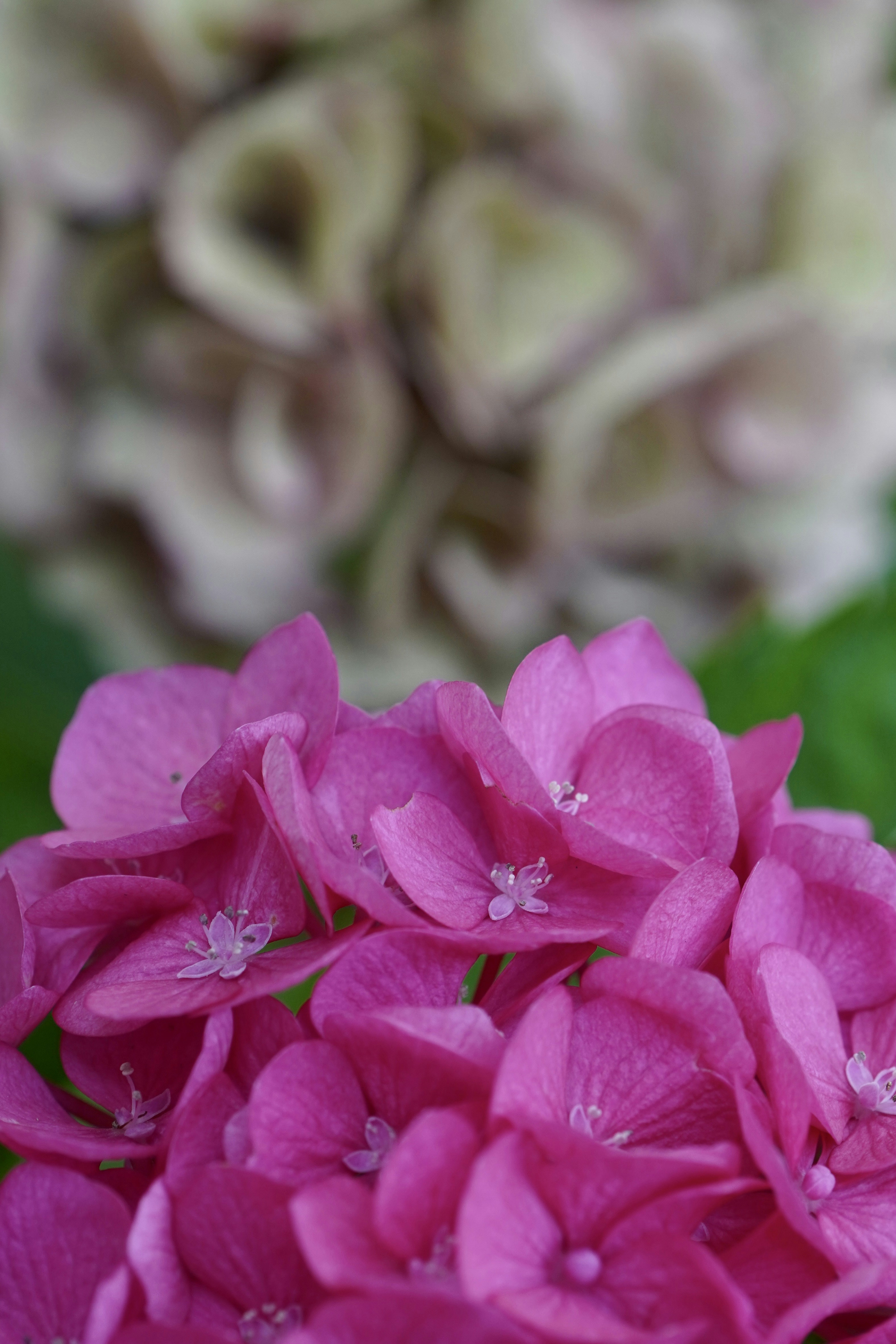 Photo by peterburdon