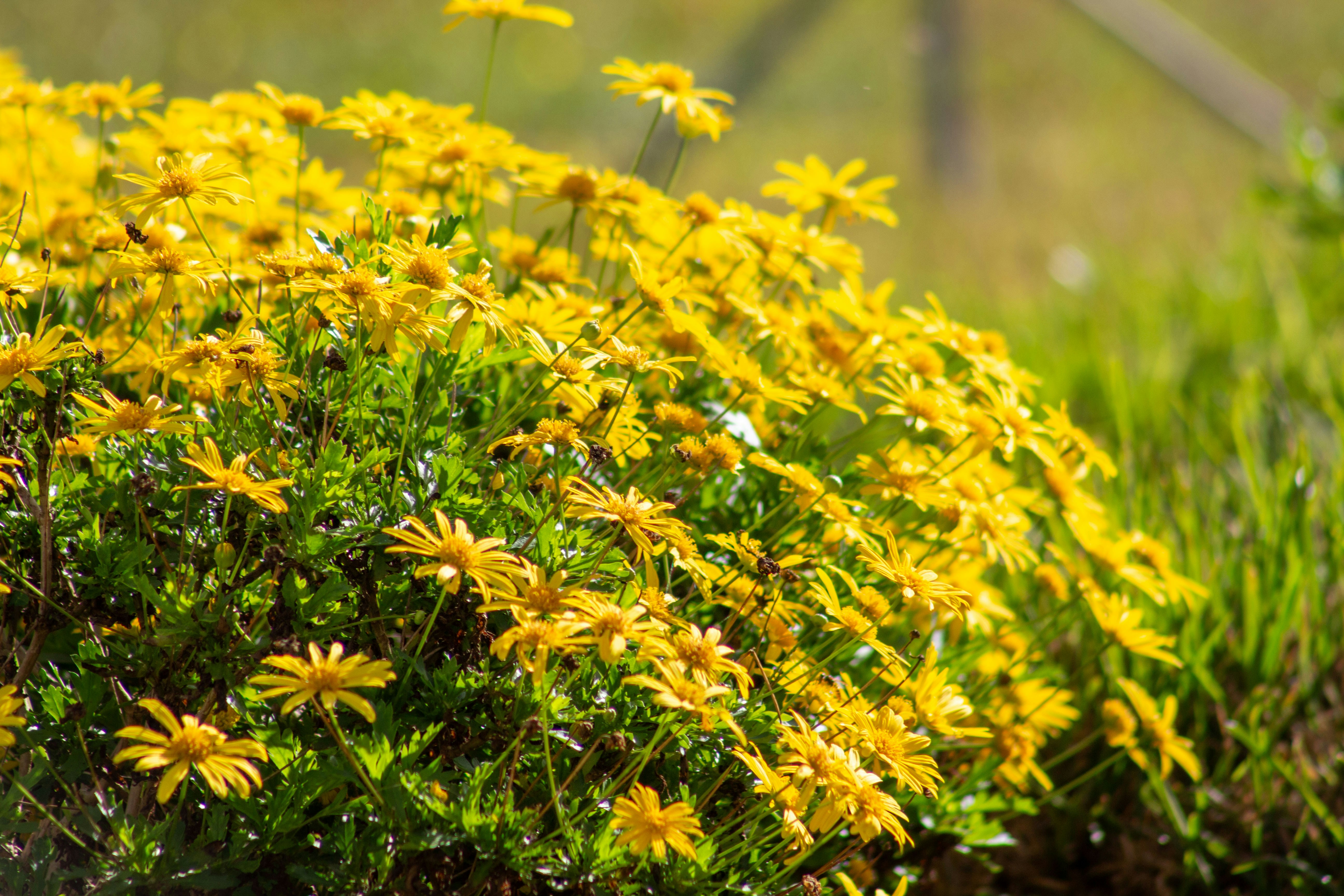 A bush of bright yellow daisies in sunlight.