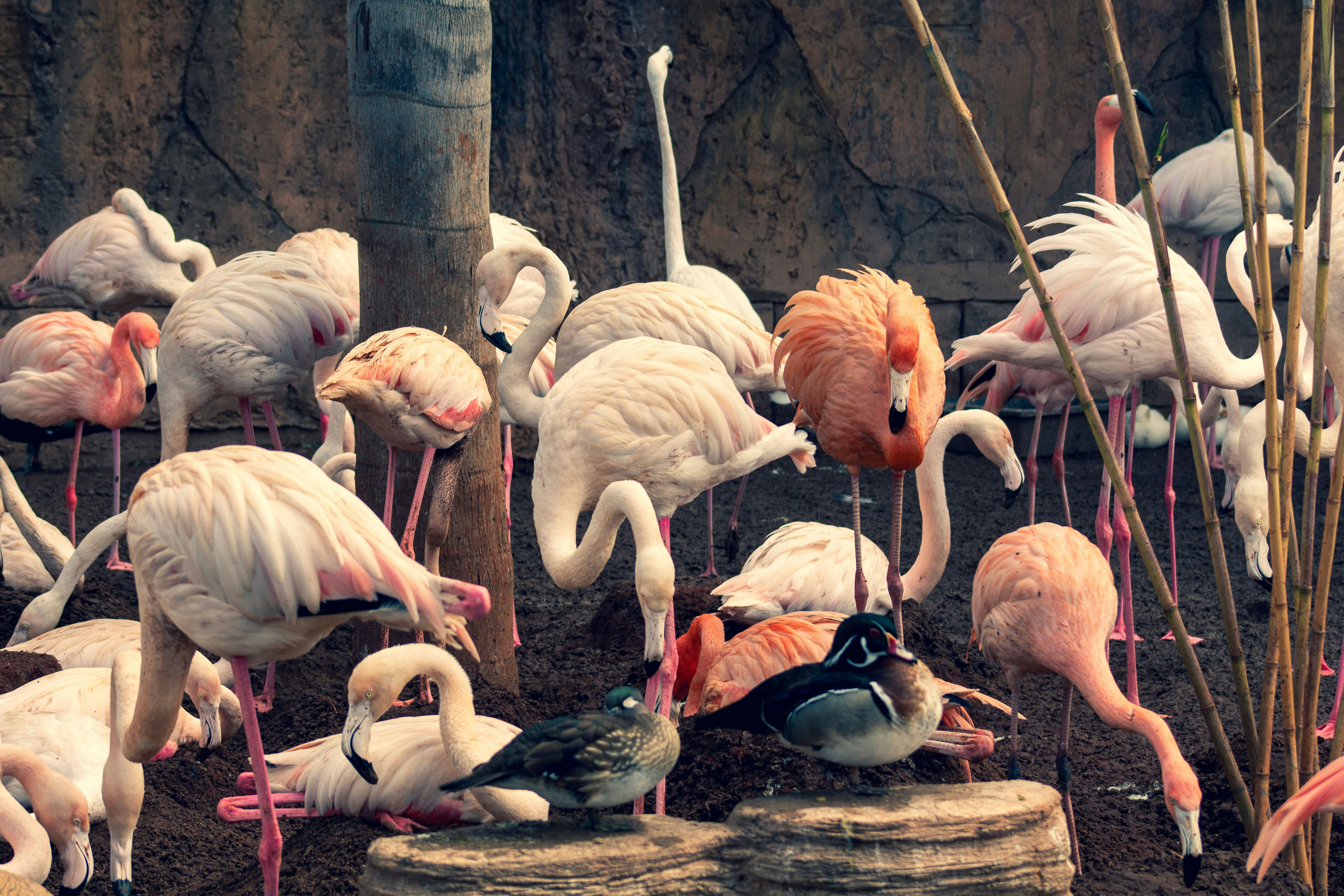 A flock of flamingos gathered near rocks and plants.