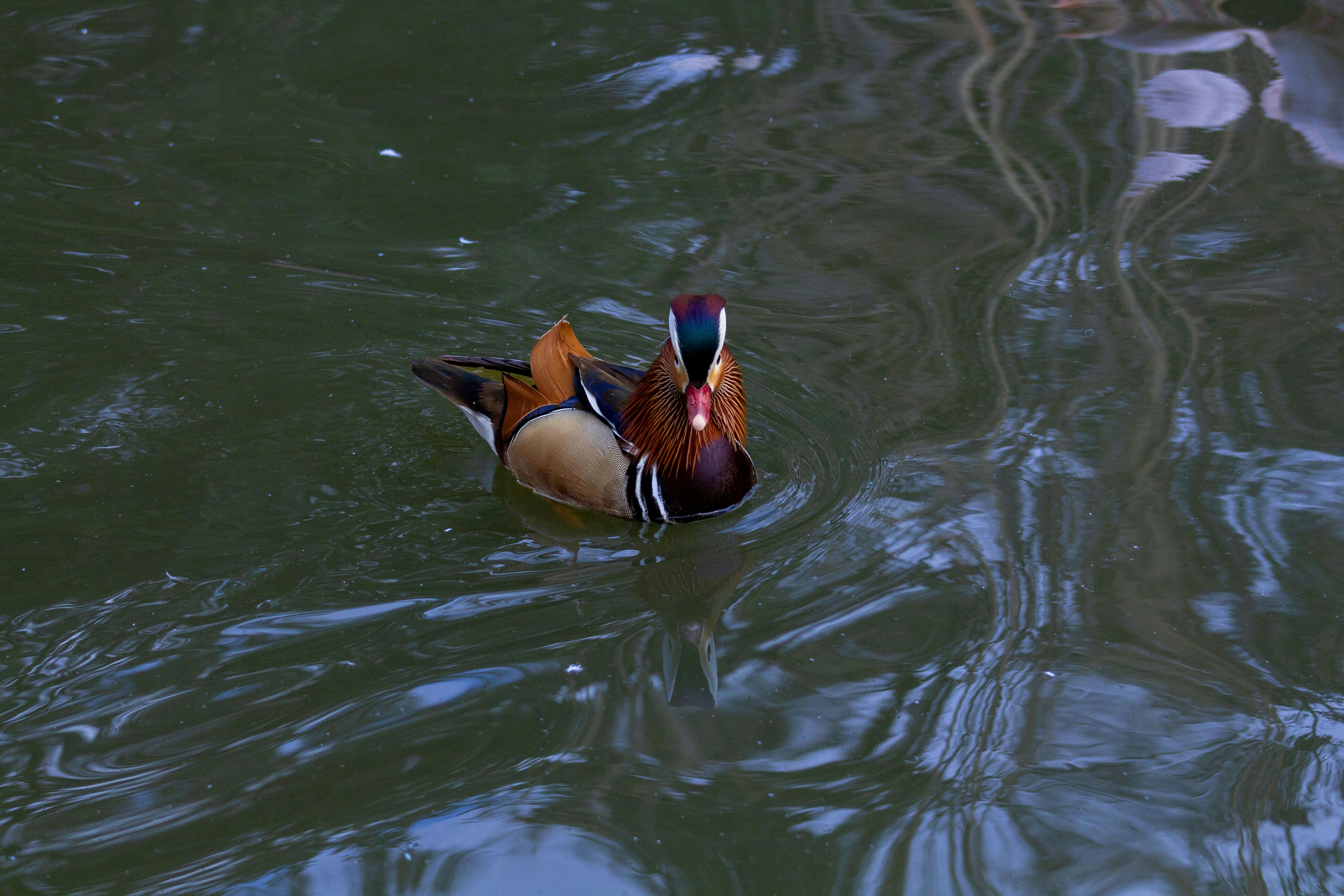 A mandarin duck swims in dark water