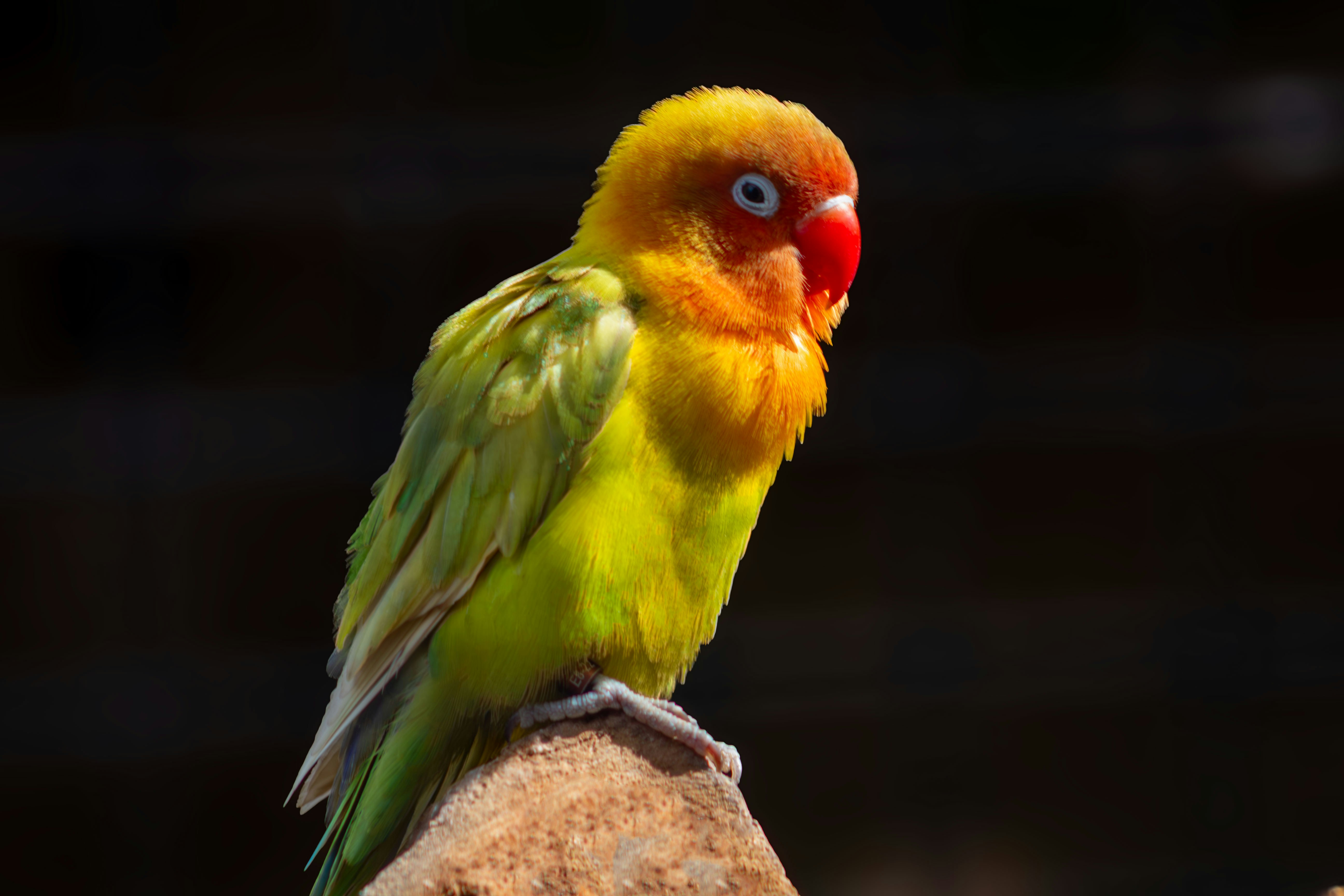 A colorful lovebird perched on a branch.
