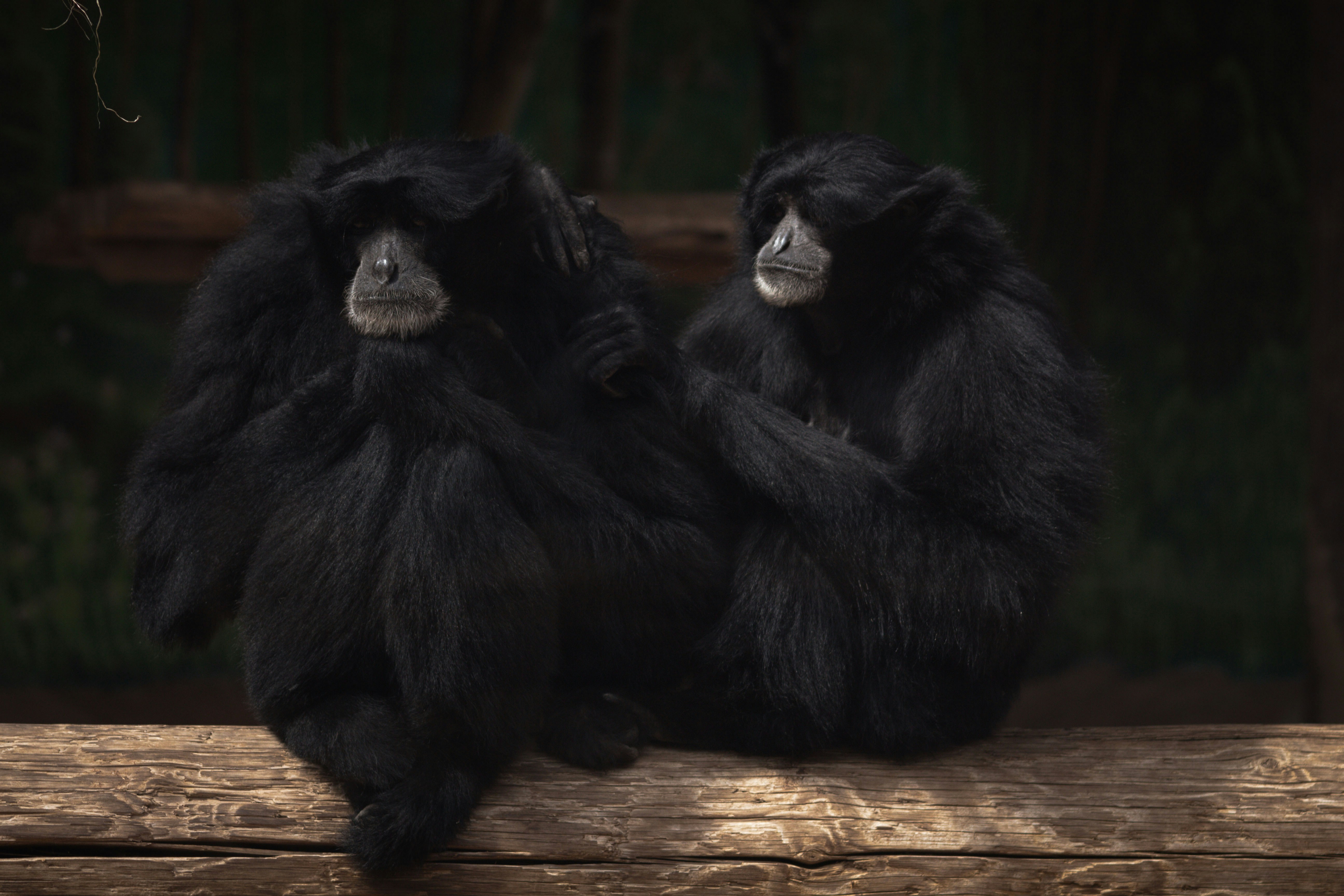 Two black siamang gibbons sitting on a log.
