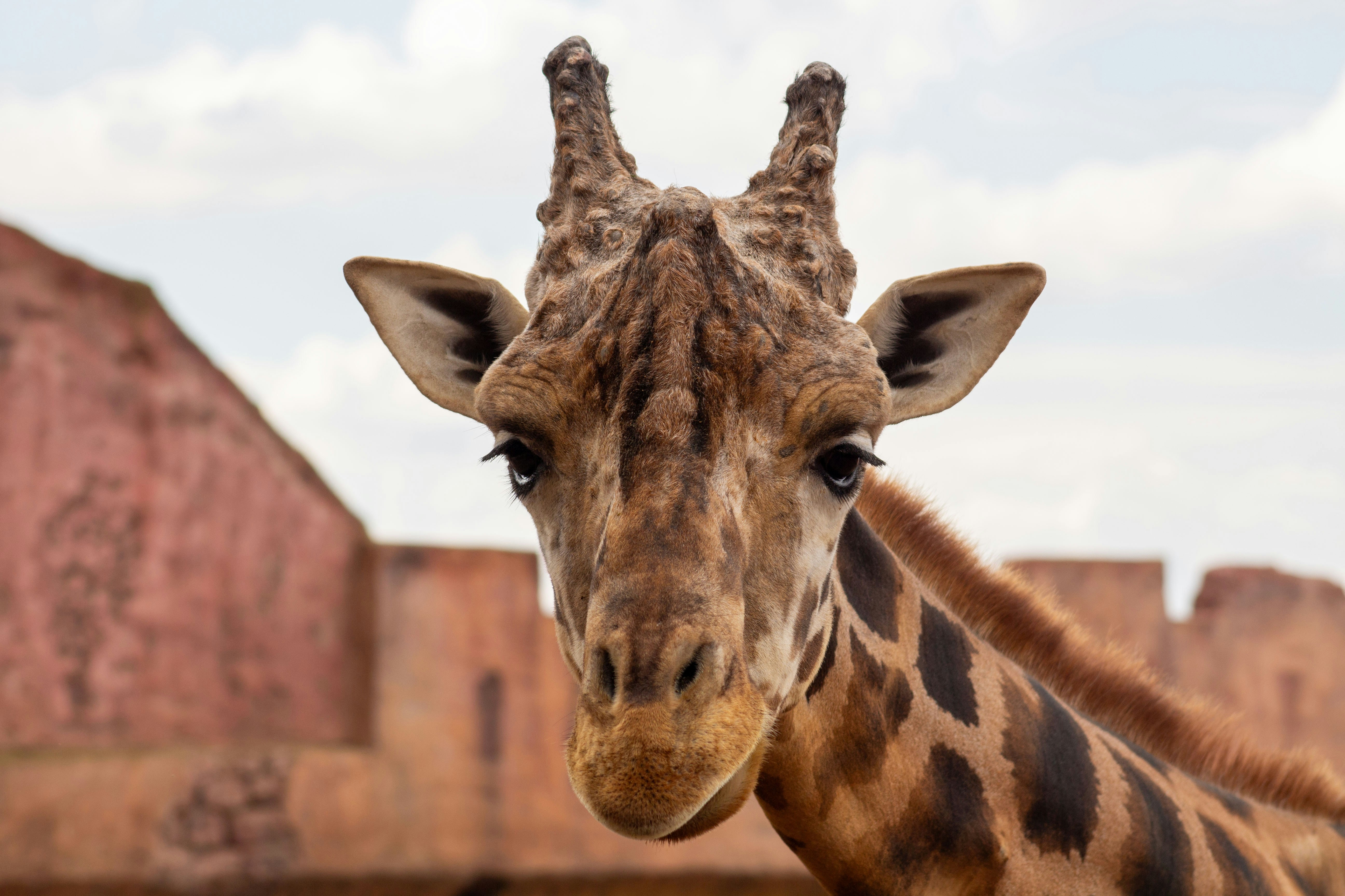 Close-up of a giraffe's face with patterned fur.