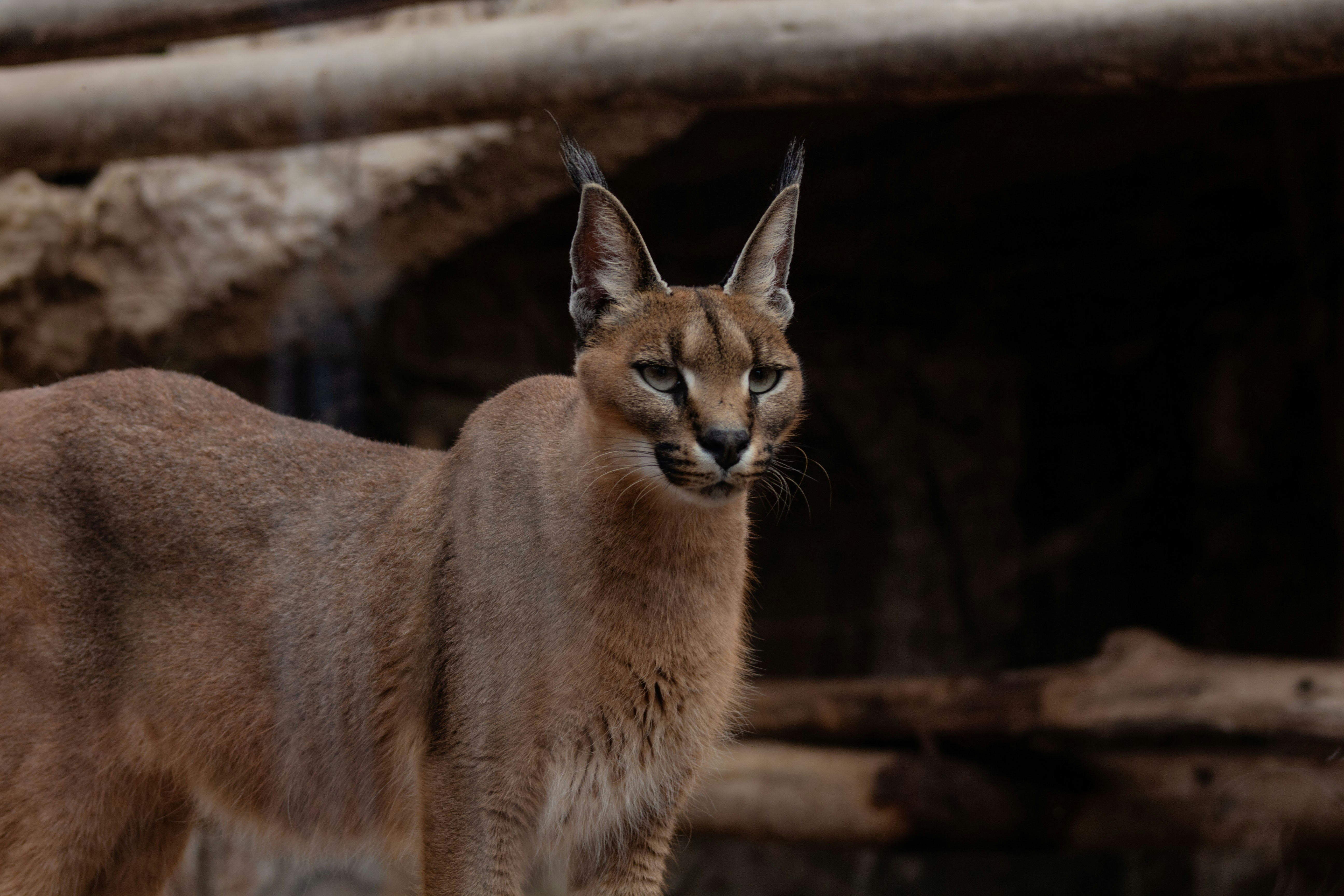 A caracal with distinctive ear tufts stands alert.