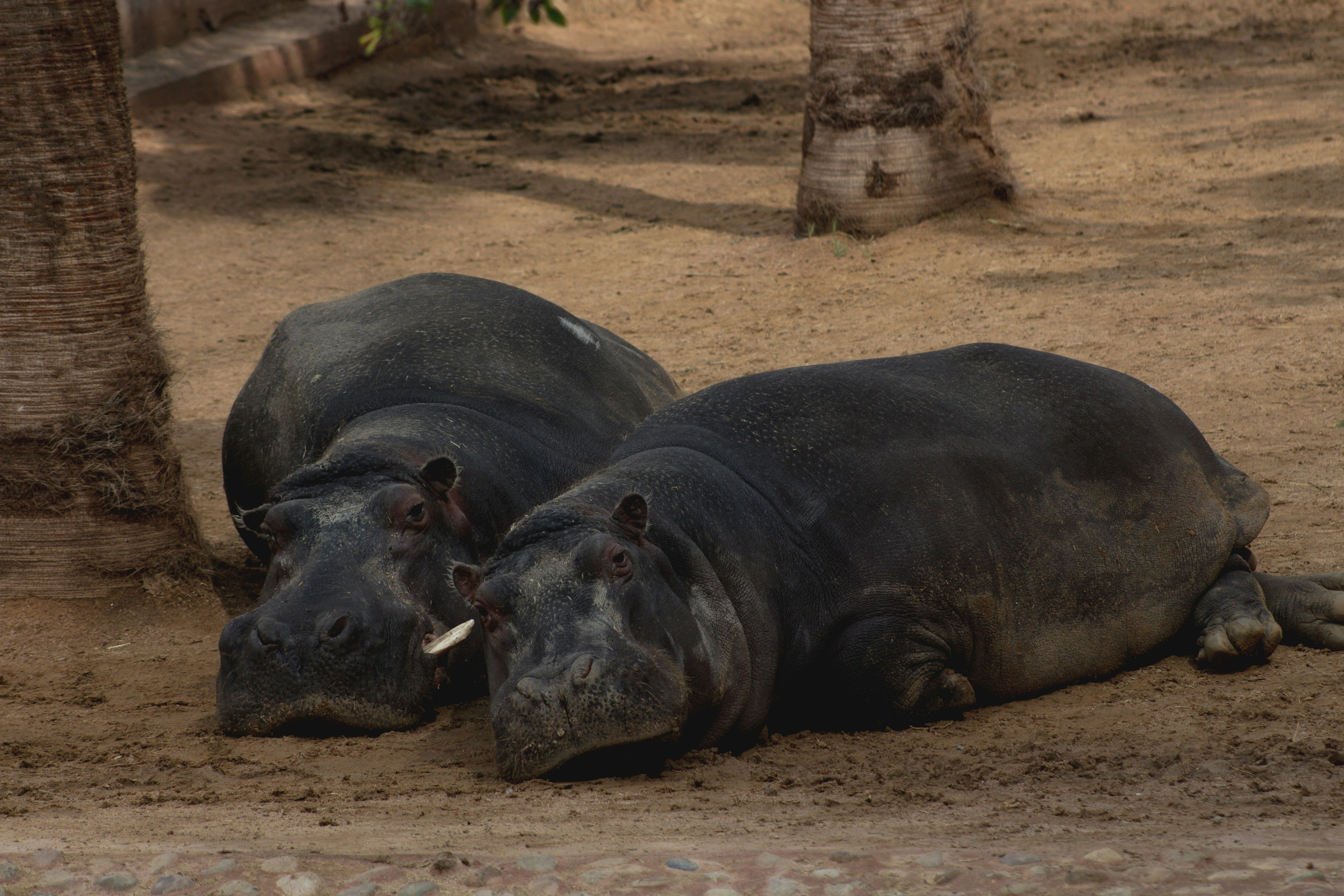 Two hippos resting on sandy ground