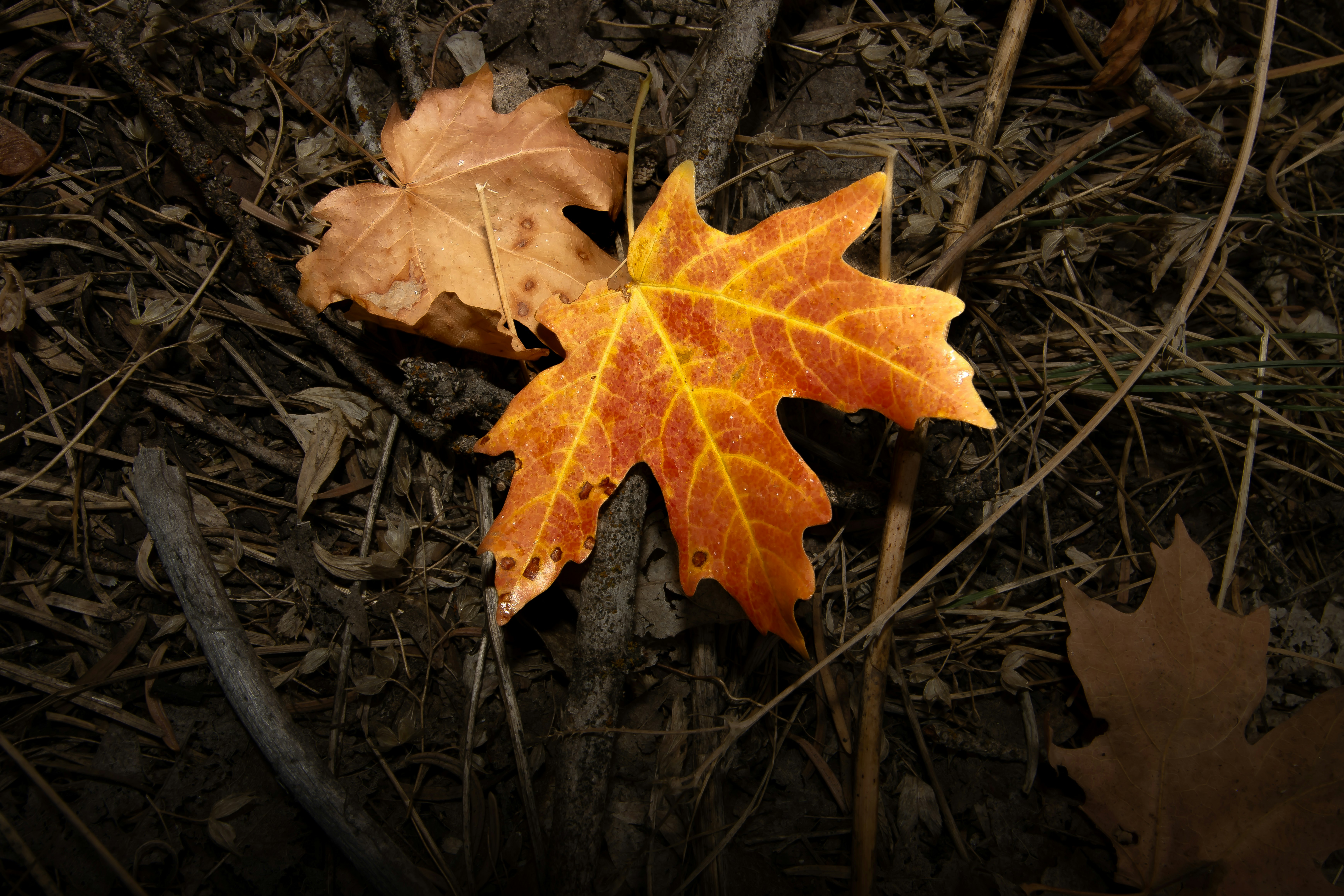 Photo by pranaphotoart