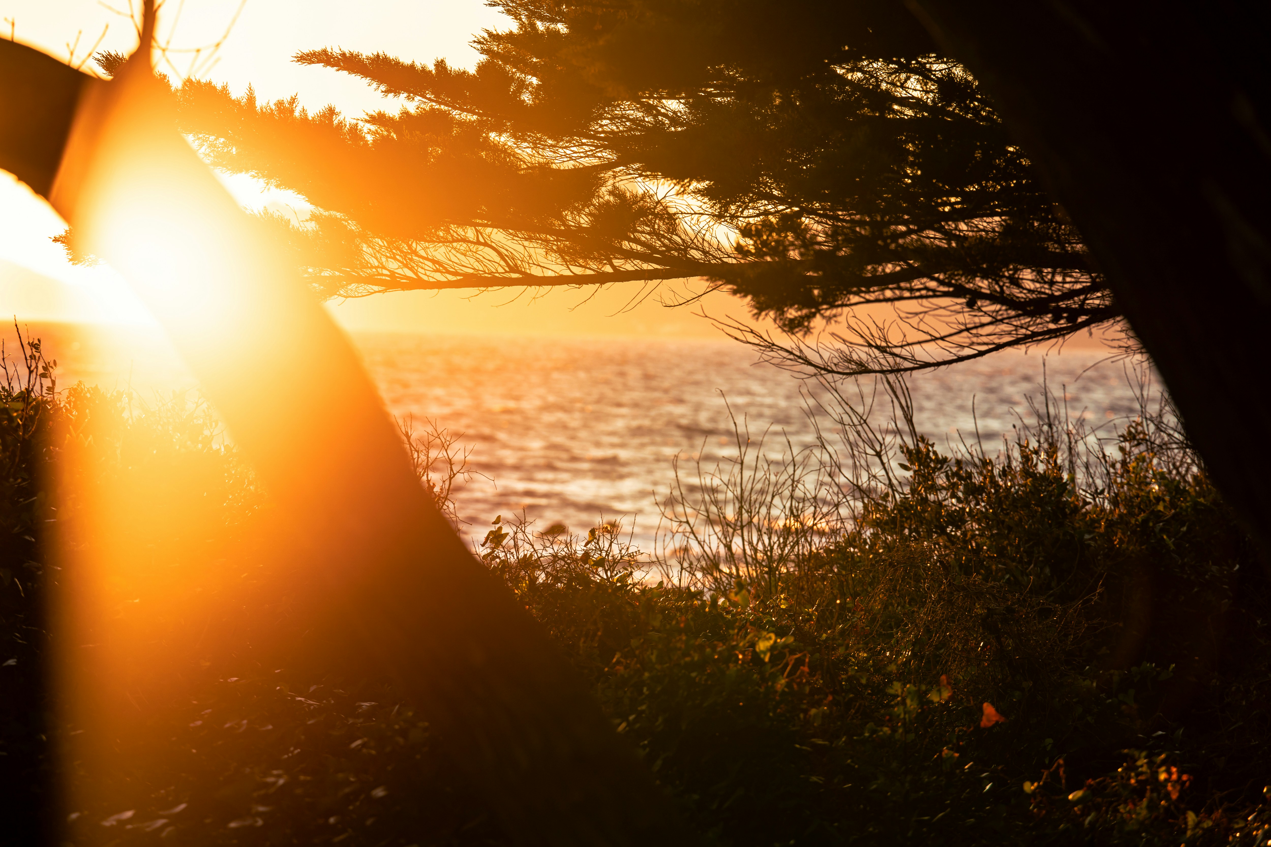 木々越しに見える海に沈む黄金色の夕日