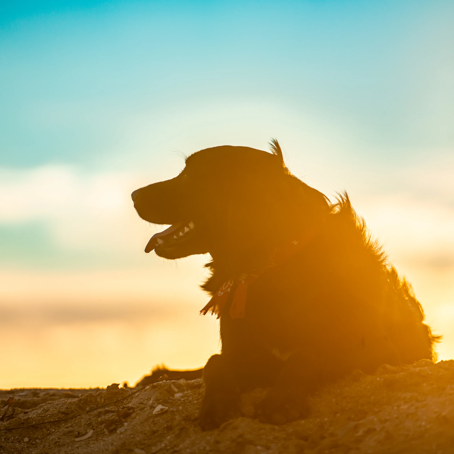 Silhouette of a dog on a sandy beach at sunset.
