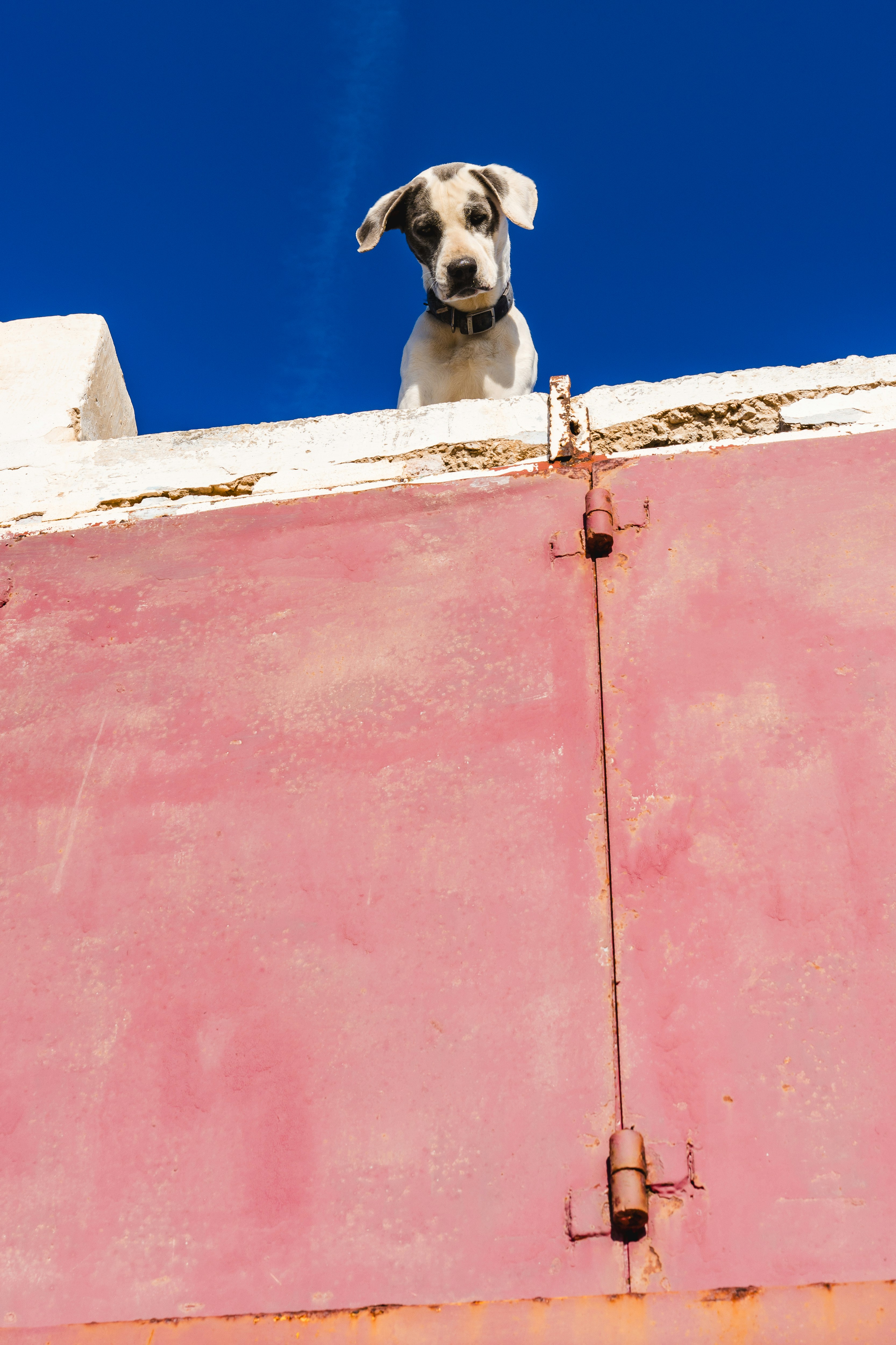 鼻ペチャ犬 介助犬 専門 ブリーダー マドンナホンマ (@breeder_madonna_homma) • Instagram photos and  videos, image size:3000x4500