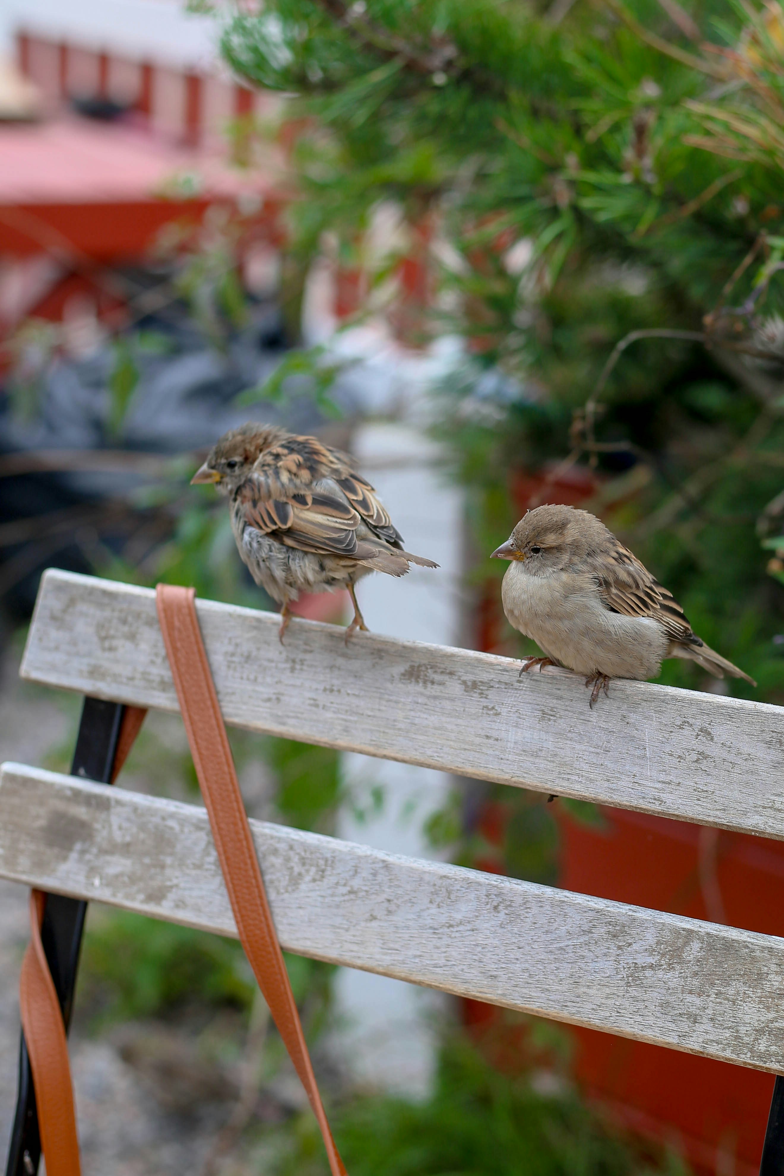 Two sparrows perched on a wooden bench outdoors.