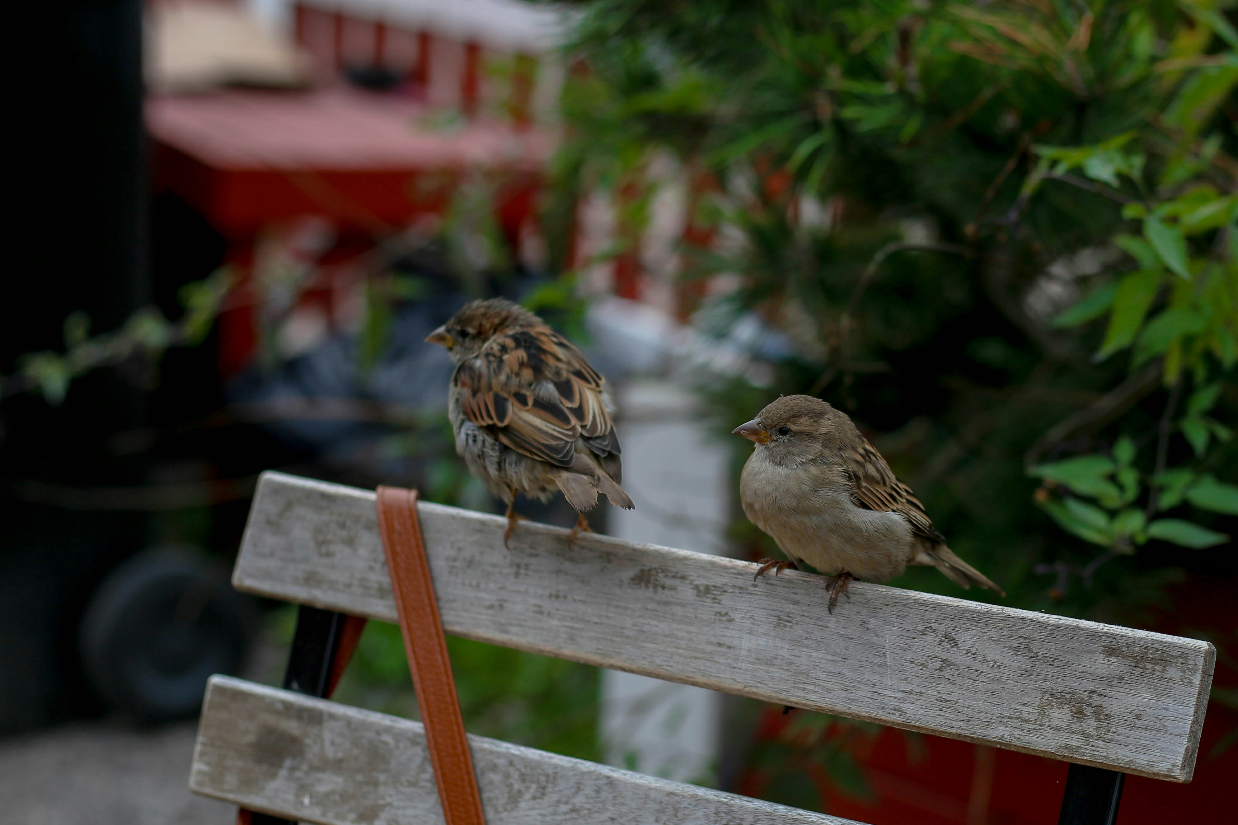 Two sparrows perched on a wooden chair outdoors
