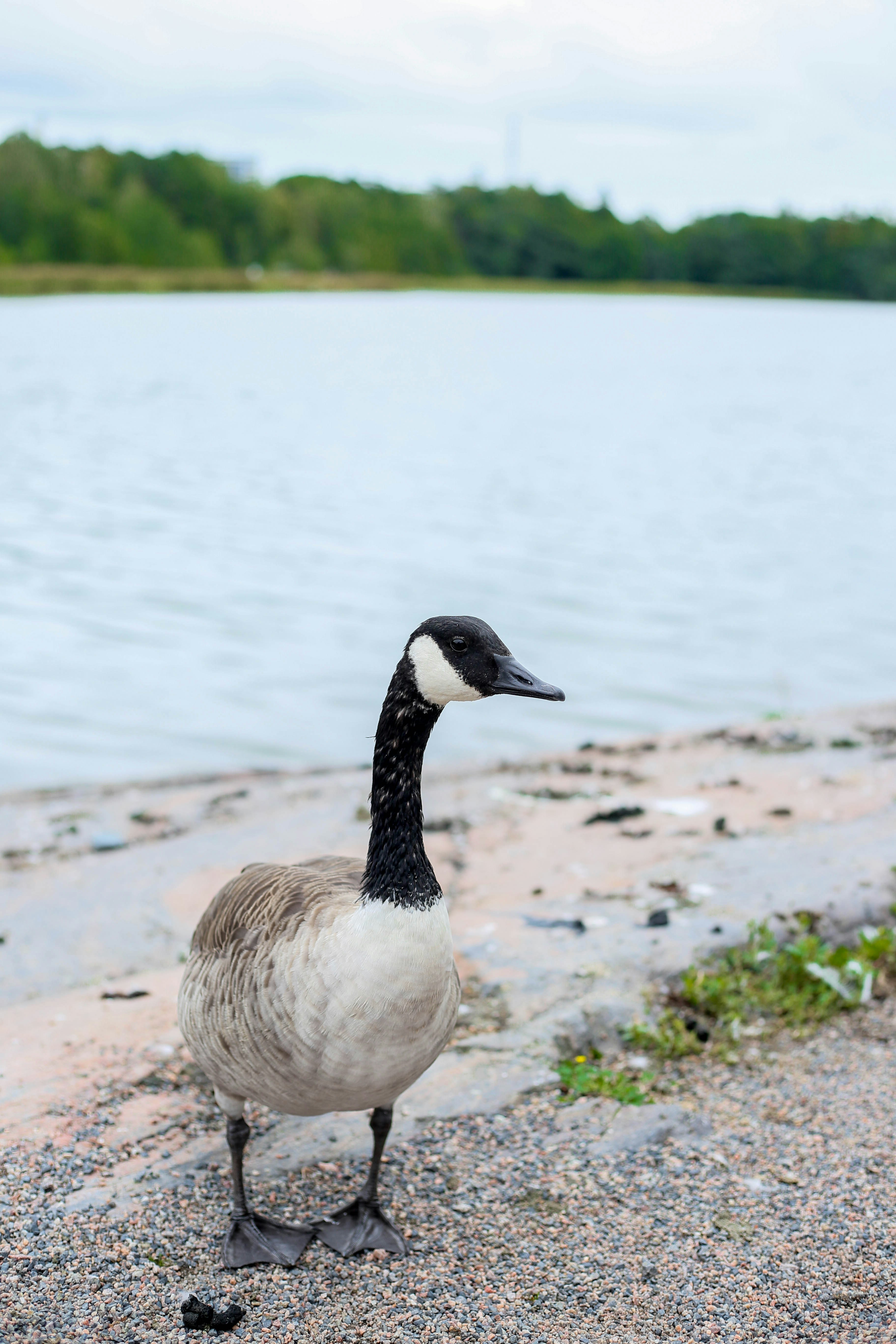 A goose stands on a rocky shore by the water.