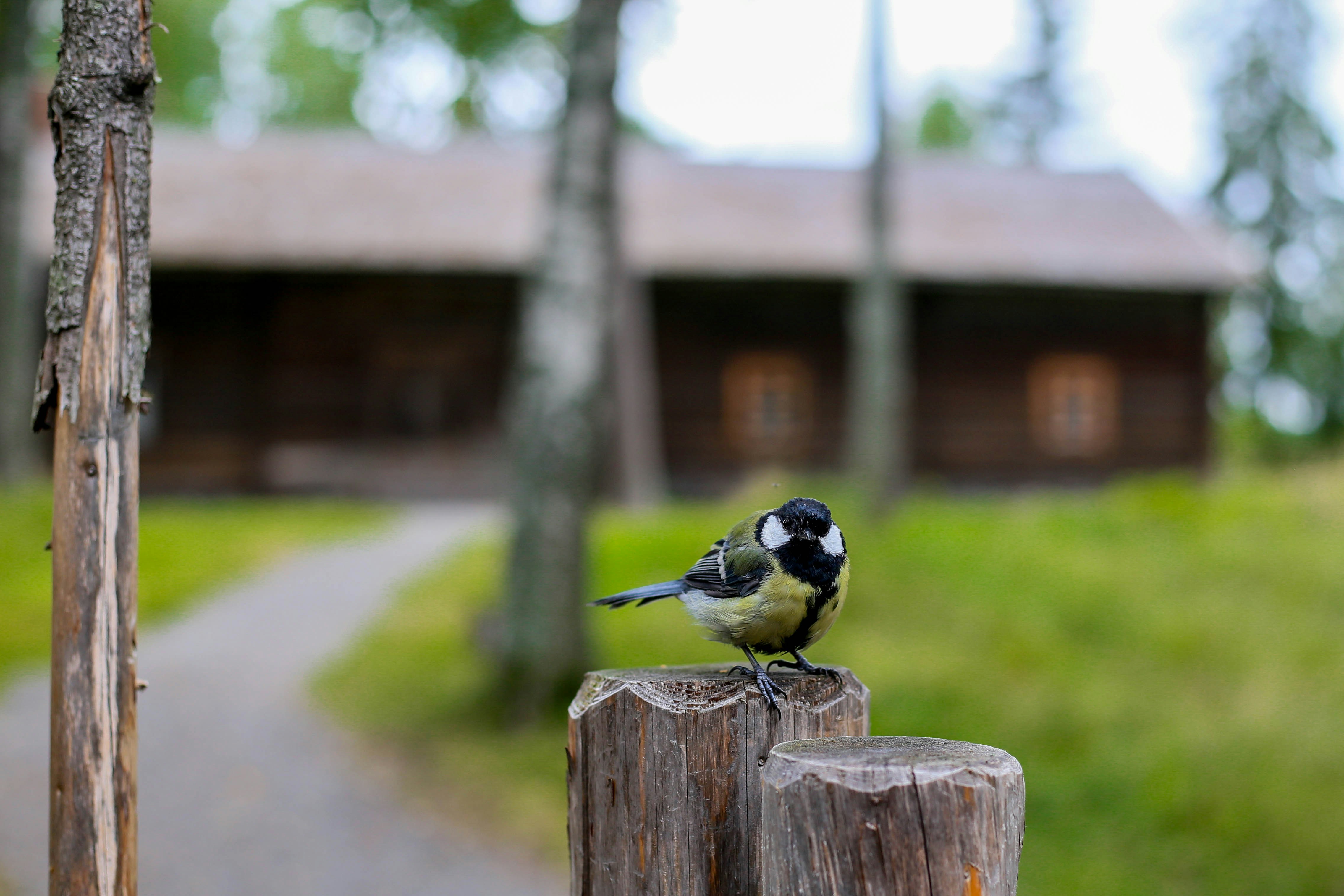 A small bird perched on a wooden post.