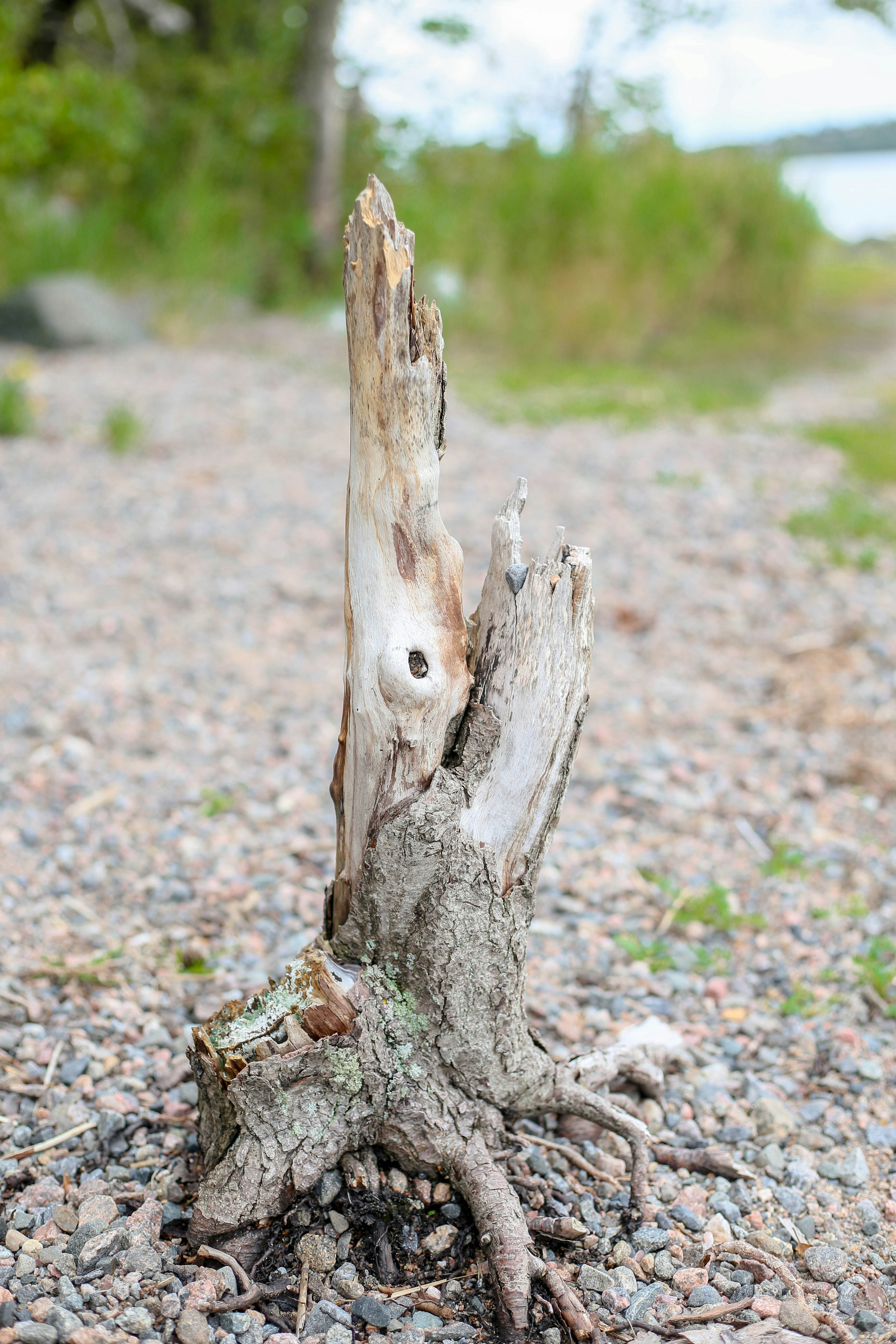 Weathered tree stump with exposed roots on gravel shore.