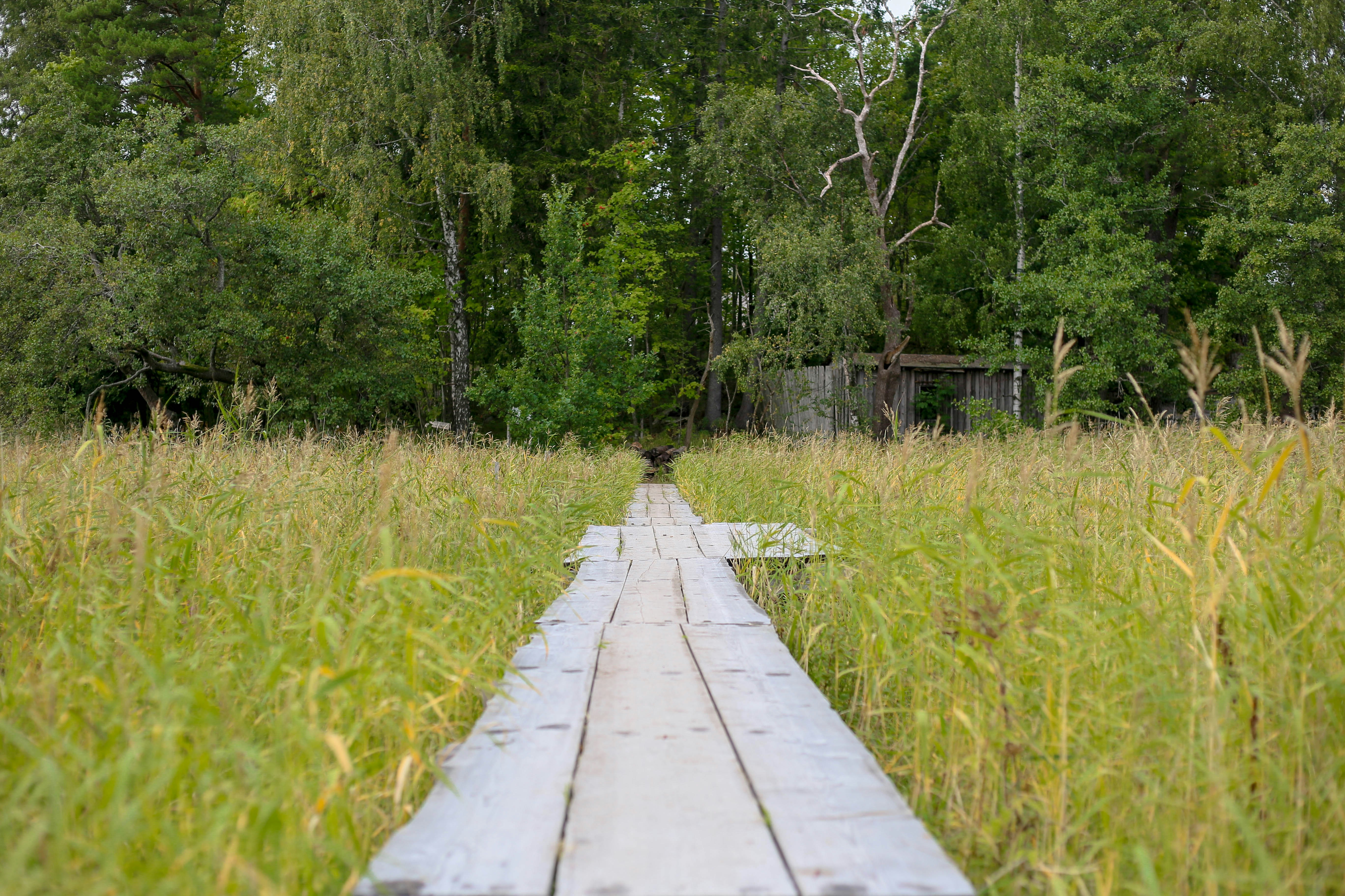 Wooden walkway through tall grass towards trees