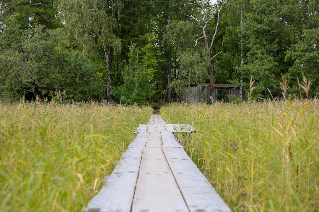 Wooden walkway through tall grass towards trees