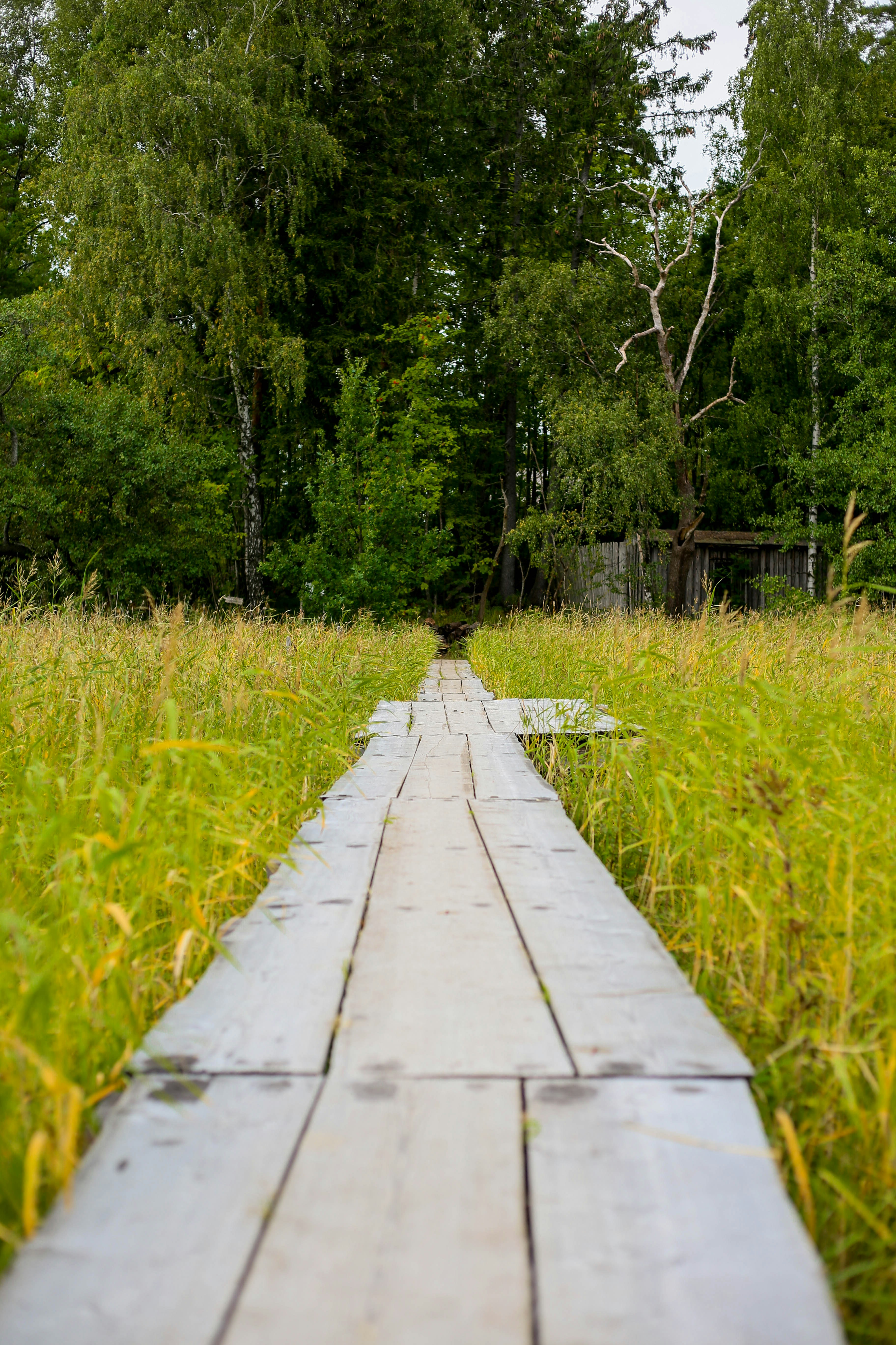 Wooden walkway through a grassy field towards trees