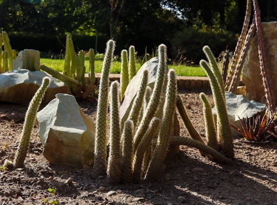 Jardin sec & résistant à la sécheresse