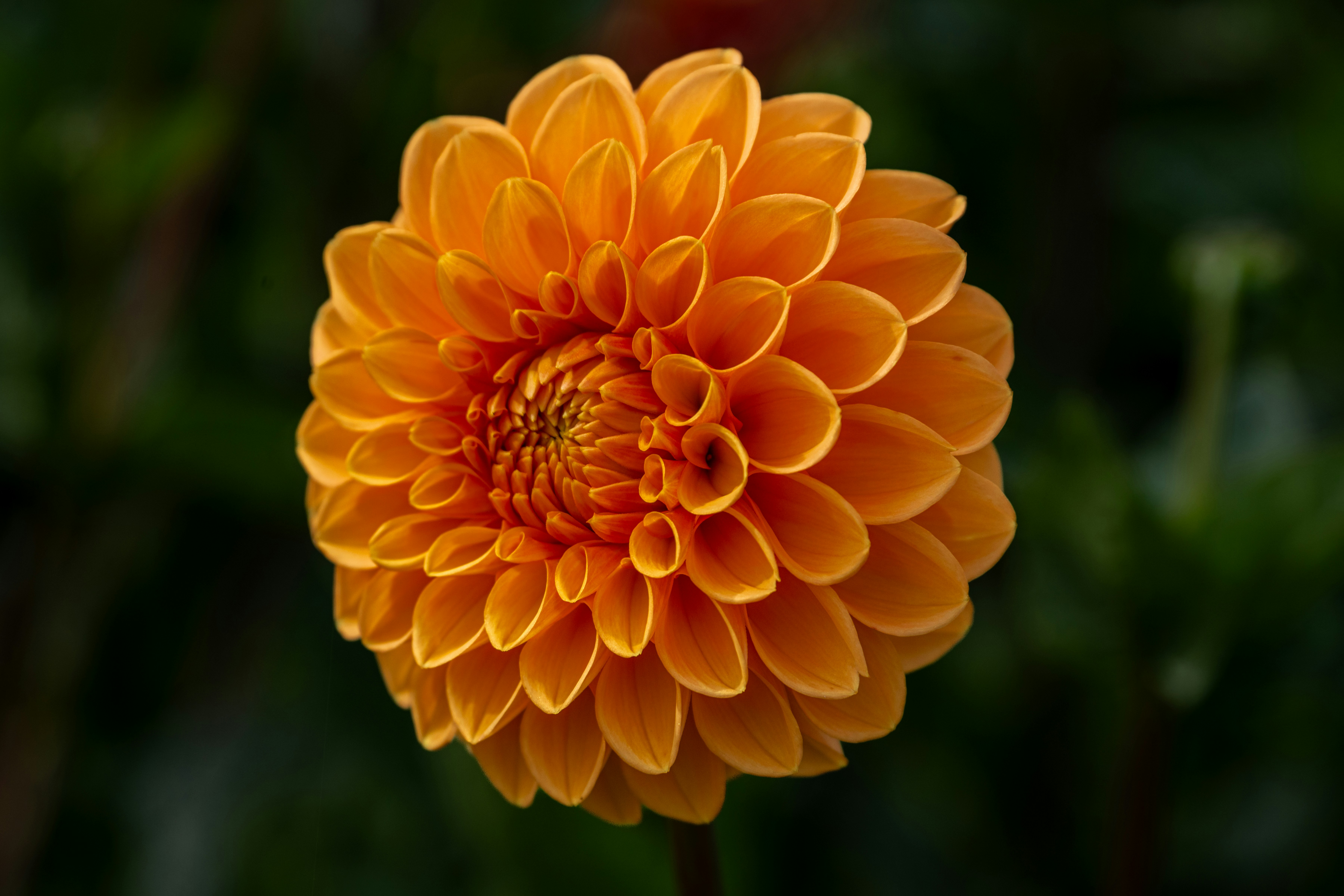 Photo by siegfriedpoepperl