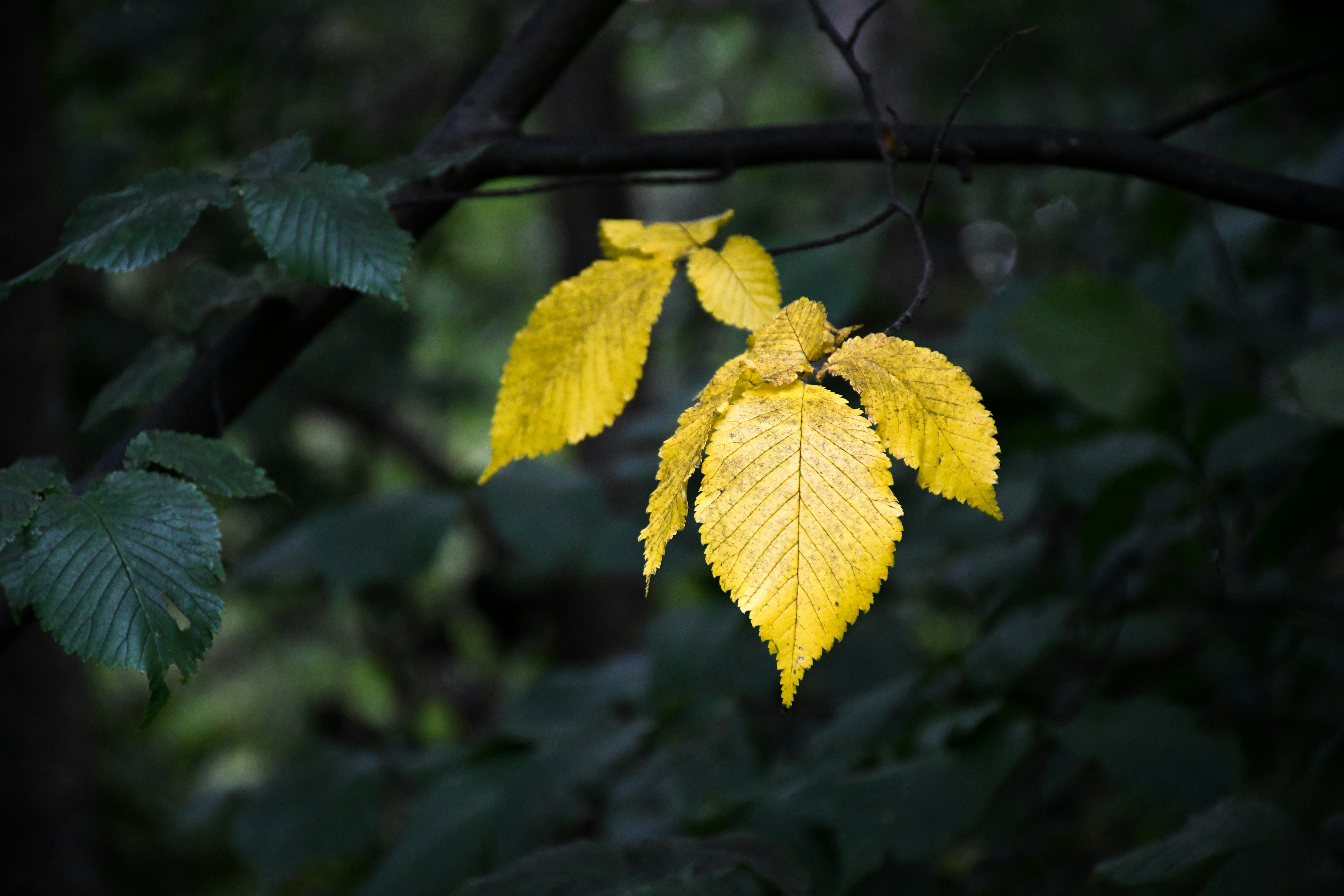A cluster of bright yellow leaves on a dark branch.