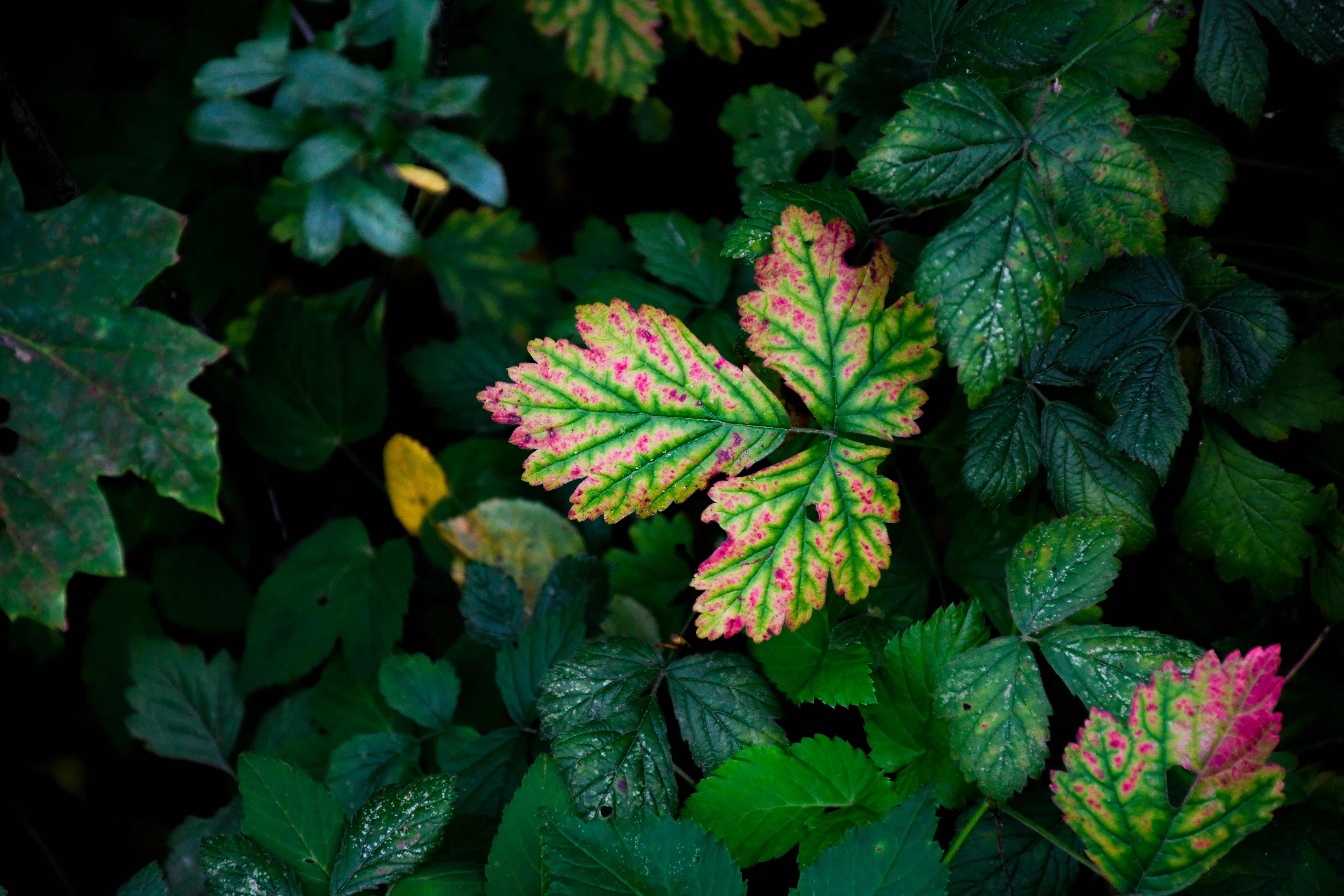 Green leaves with pink and yellow spots