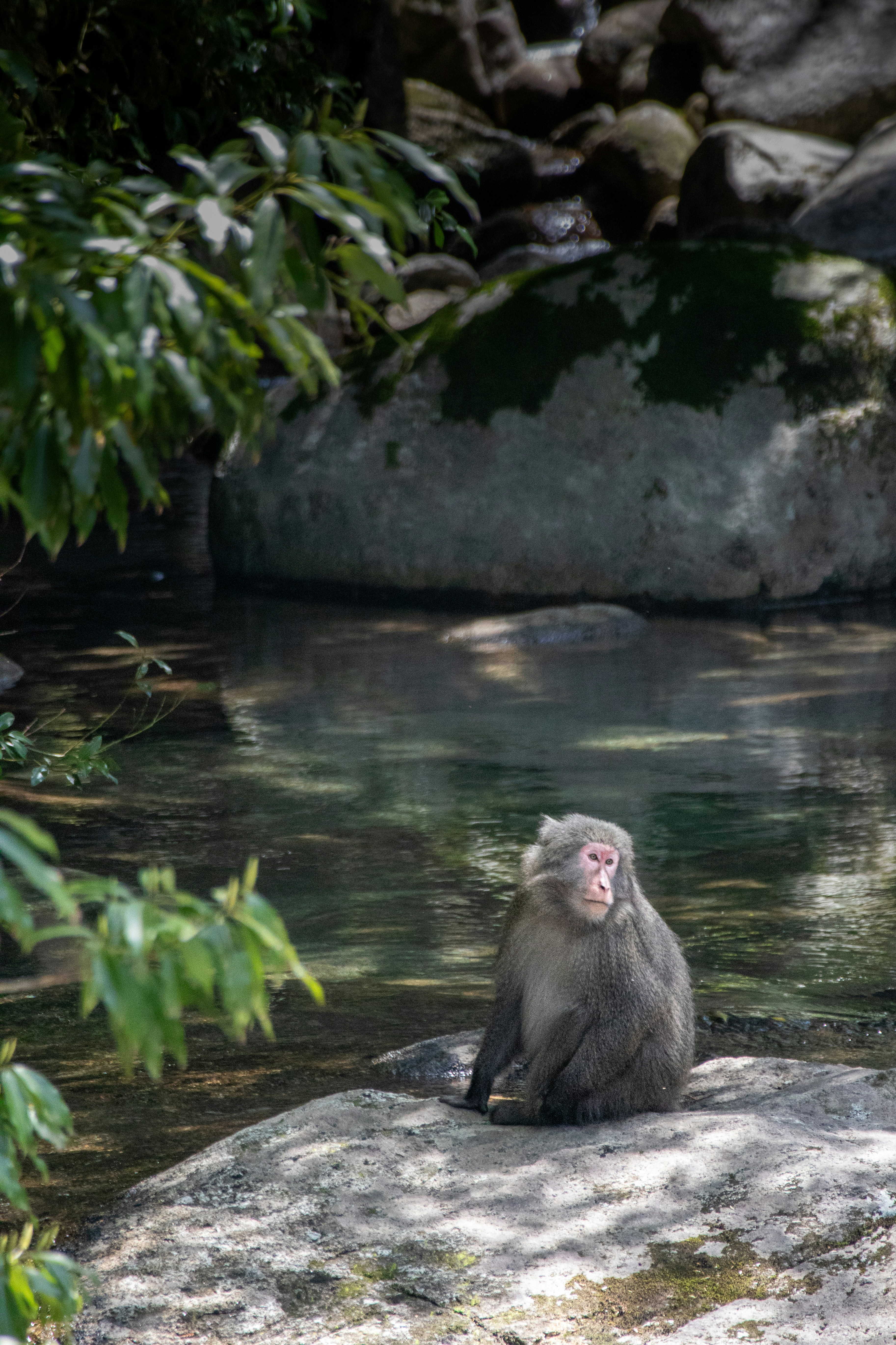A monkey sits on a rock by the water.