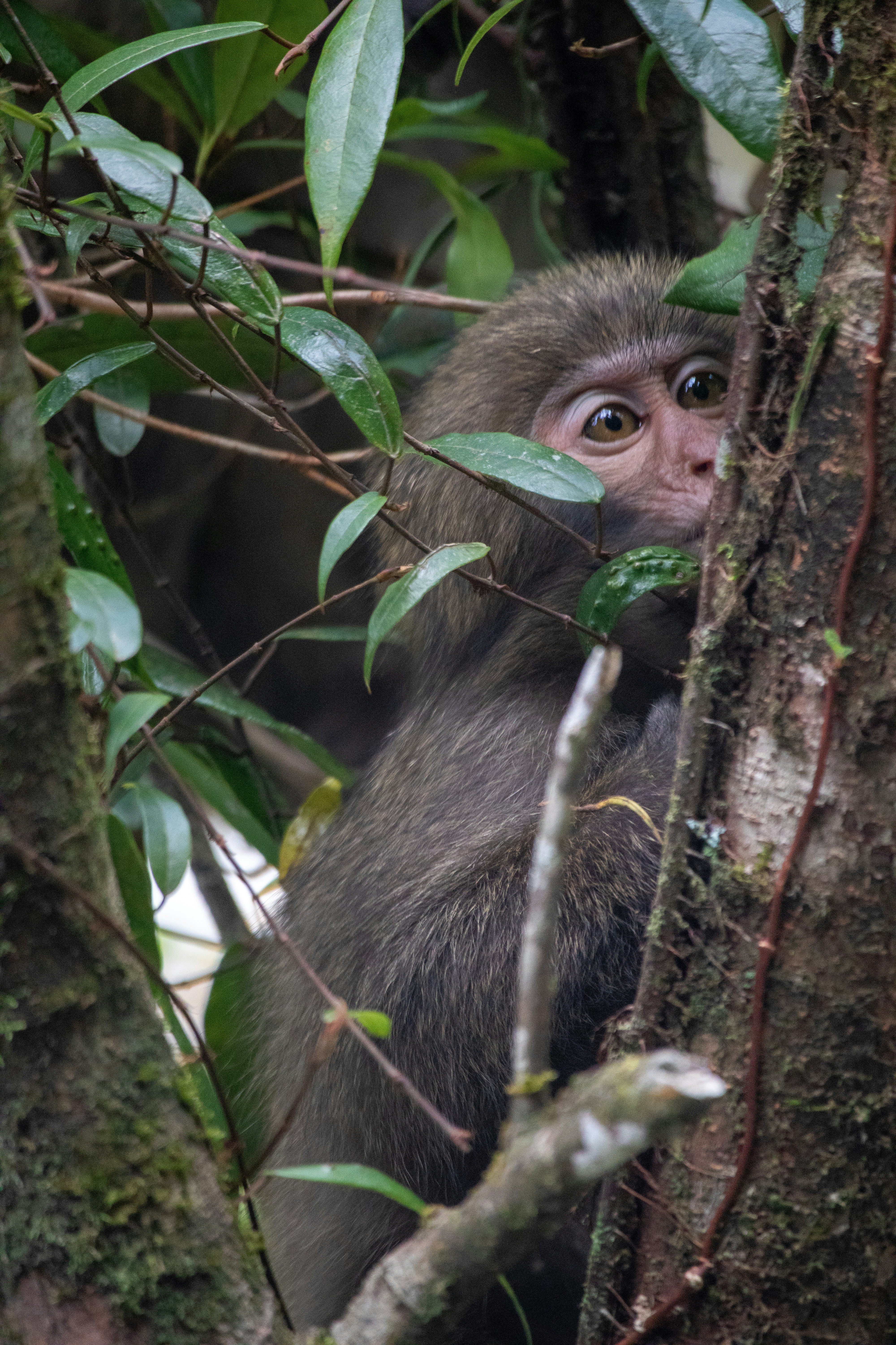 A monkey peeks from behind green leaves in a tree.