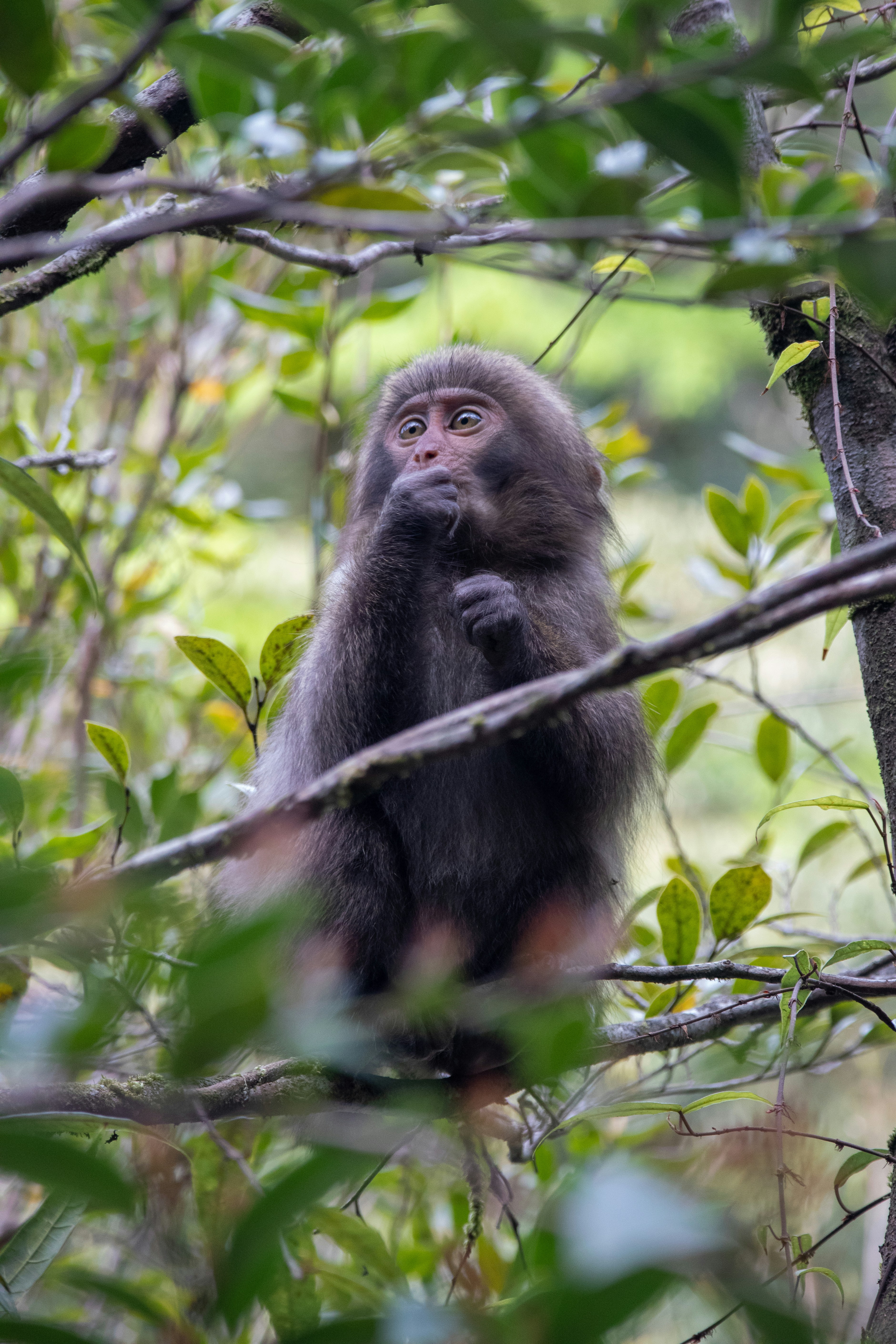 A monkey sits on a tree branch surrounded by leaves.